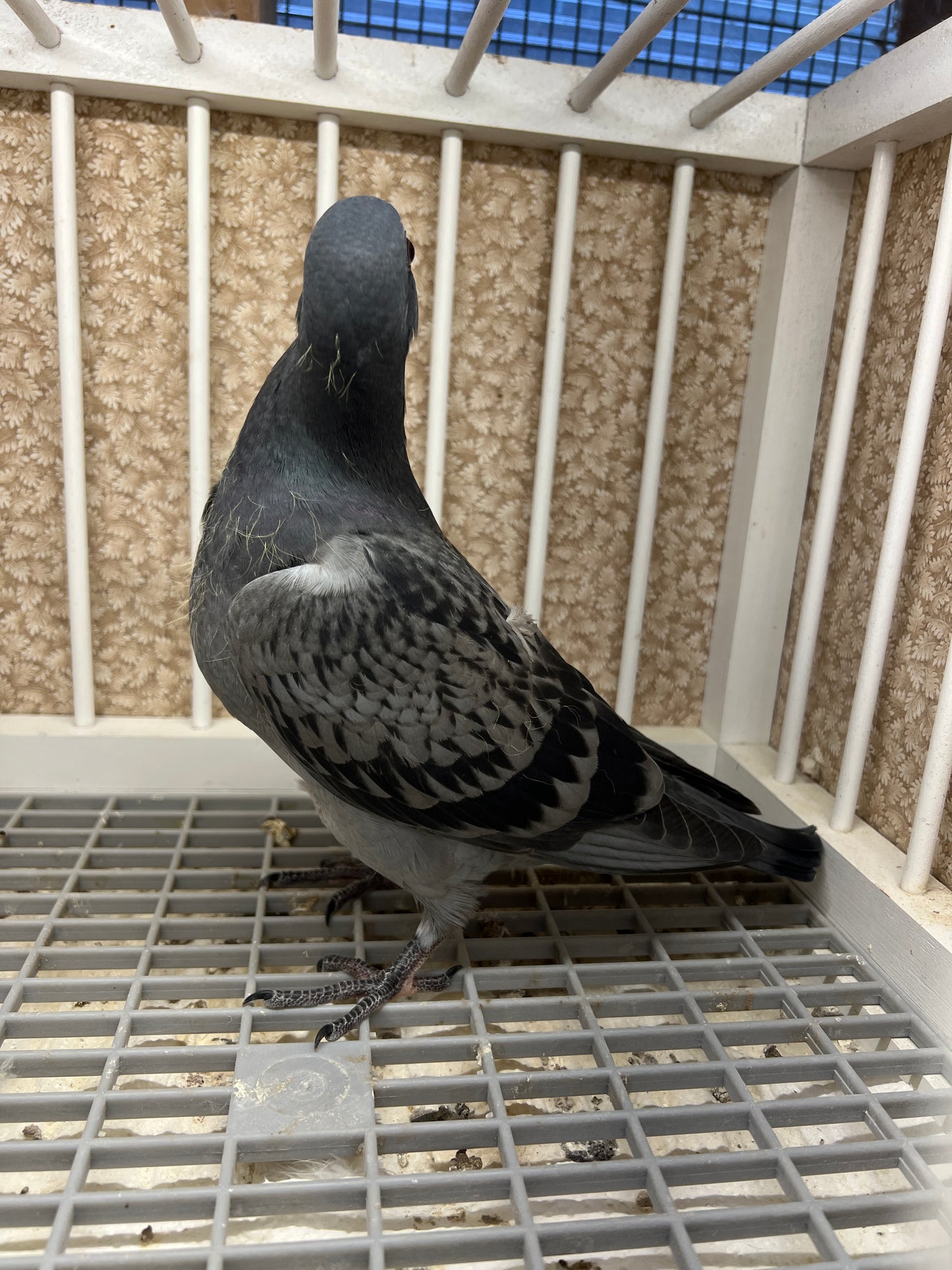 (Houben/Klass/Fabry)Racing Pigeon (RRL 458)