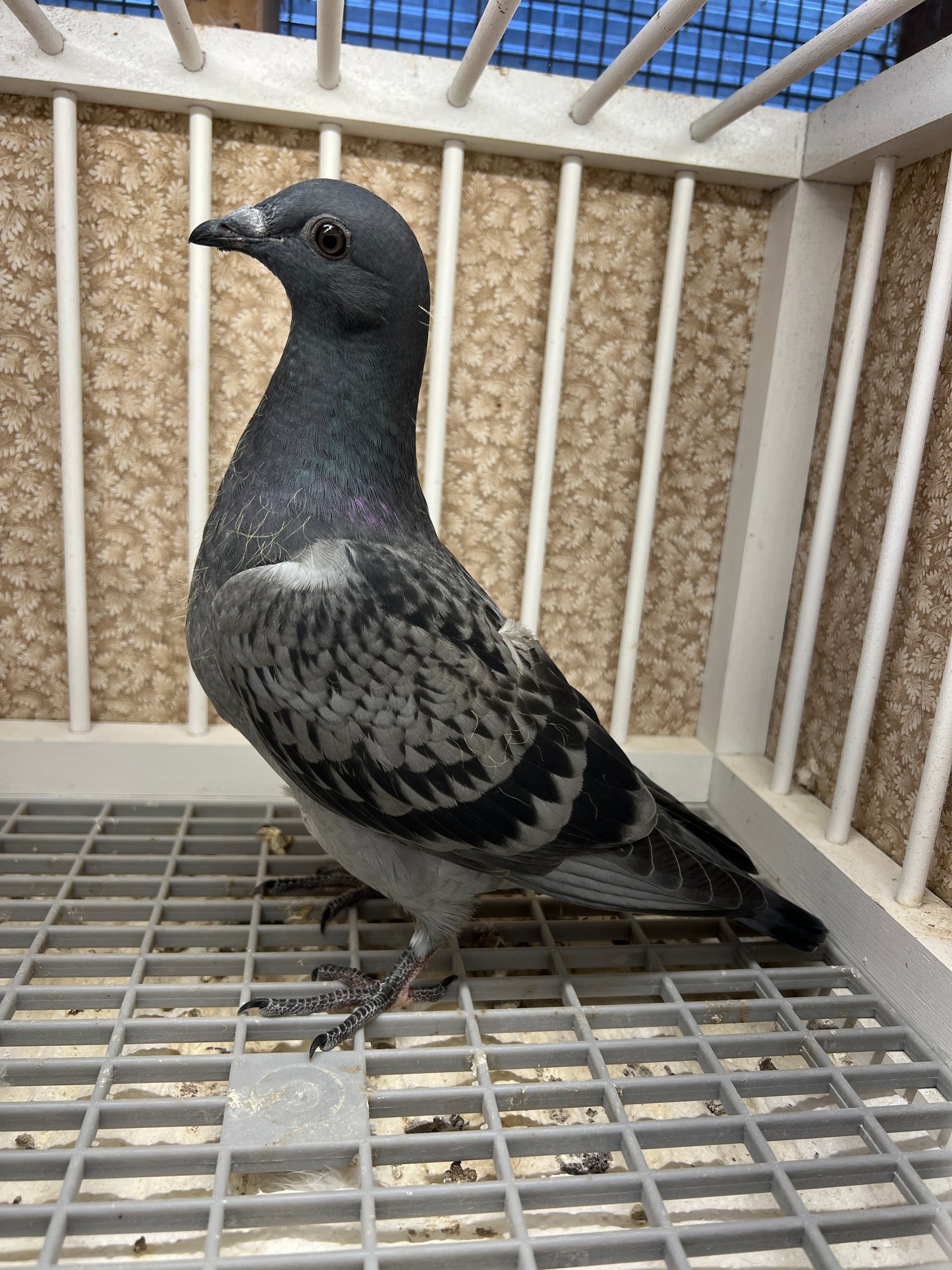 (Houben/Klass/Fabry)Racing Pigeon (RRL 458)