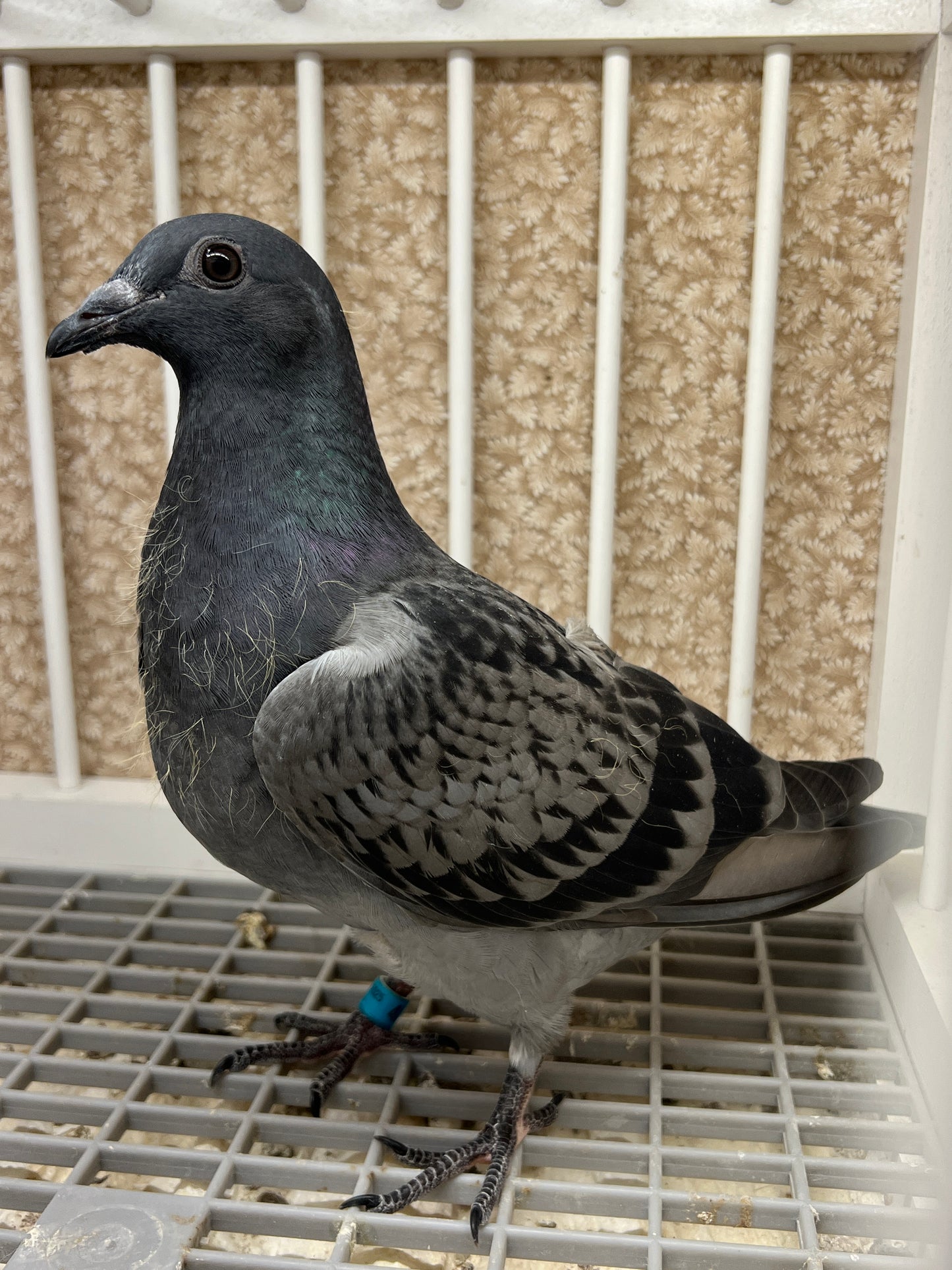 (Houben/Klass/Fabry)Racing Pigeon (RRL 458)