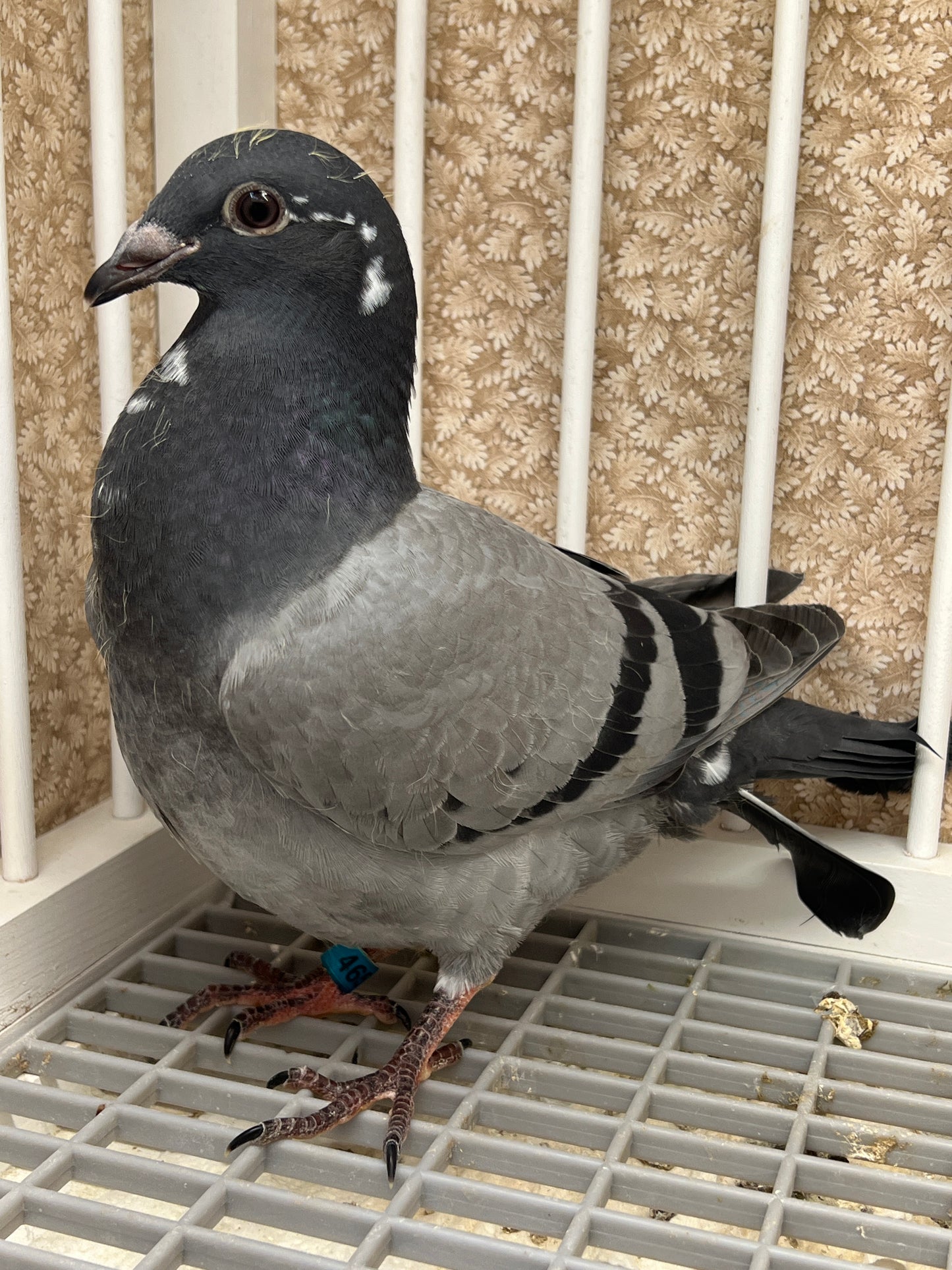 OLR Racing Pigeon "RRL 465”