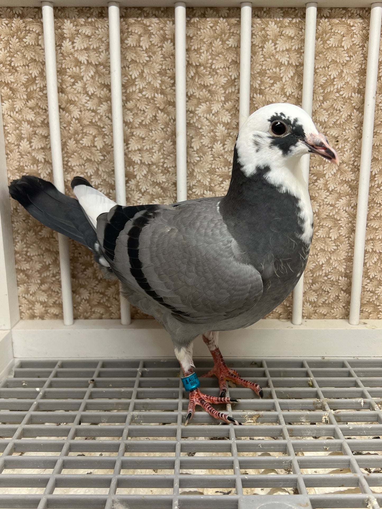 OLR Racing Pigeon "RRL 464”