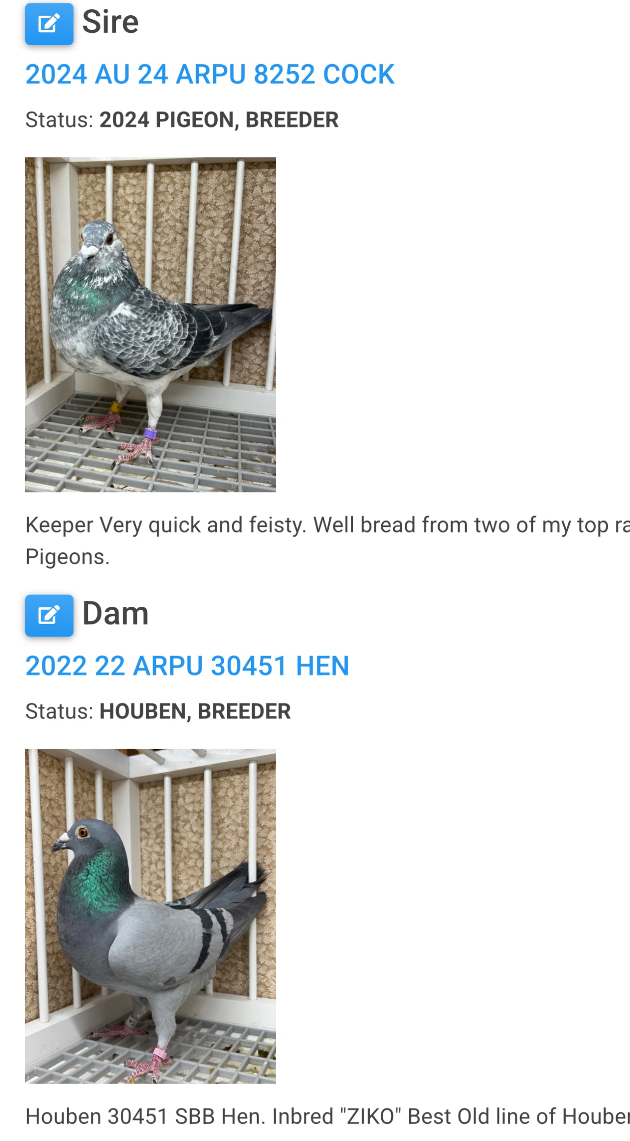 Racing Pigeon (RRL 483)
