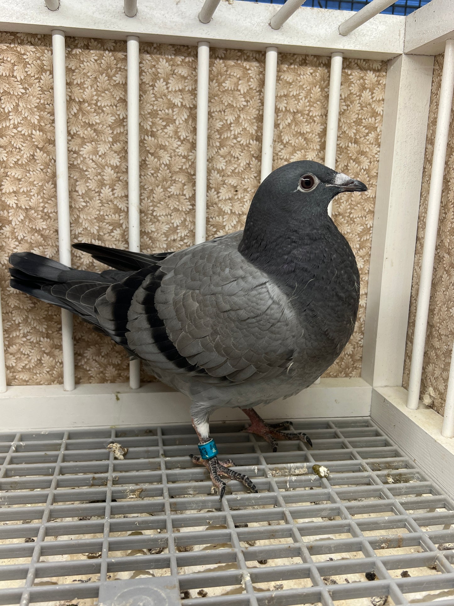 Racing Pigeon (RRL 483)