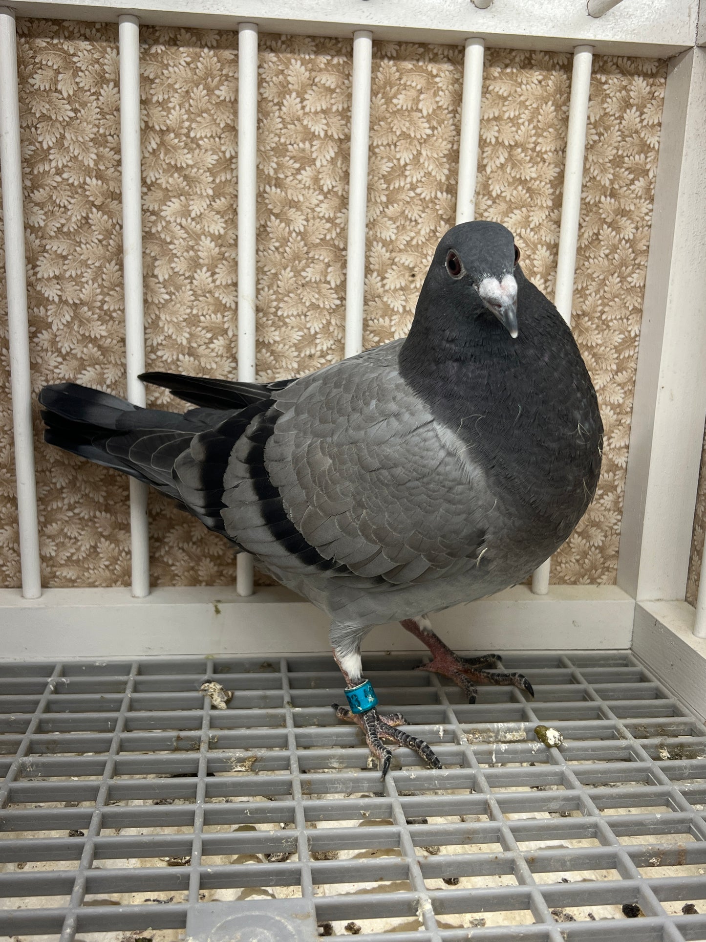 Racing Pigeon (RRL 483)