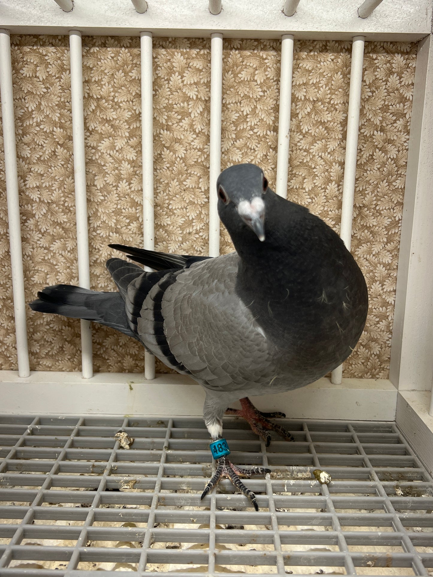 Racing Pigeon (RRL 483)