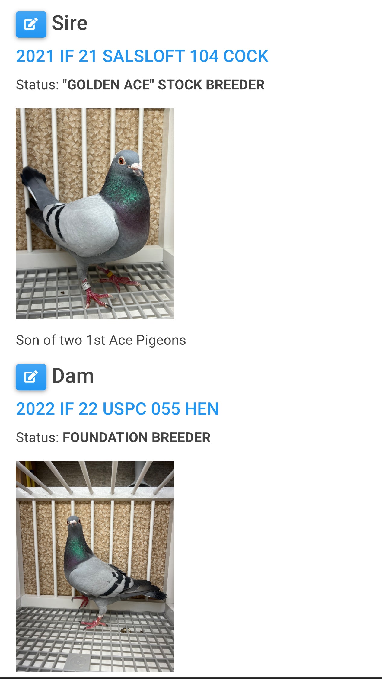 Racing Pigeon "RRL 460”