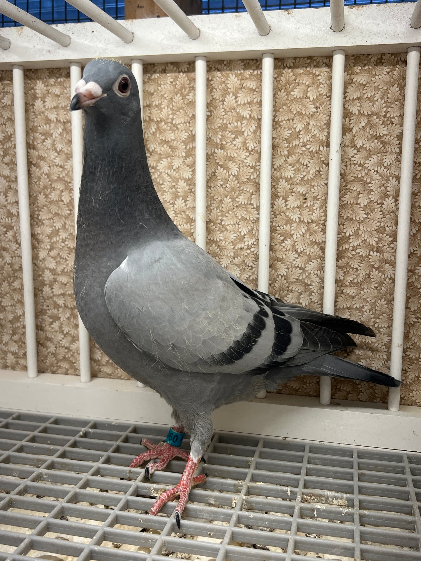 Racing Pigeon "RRL 460”