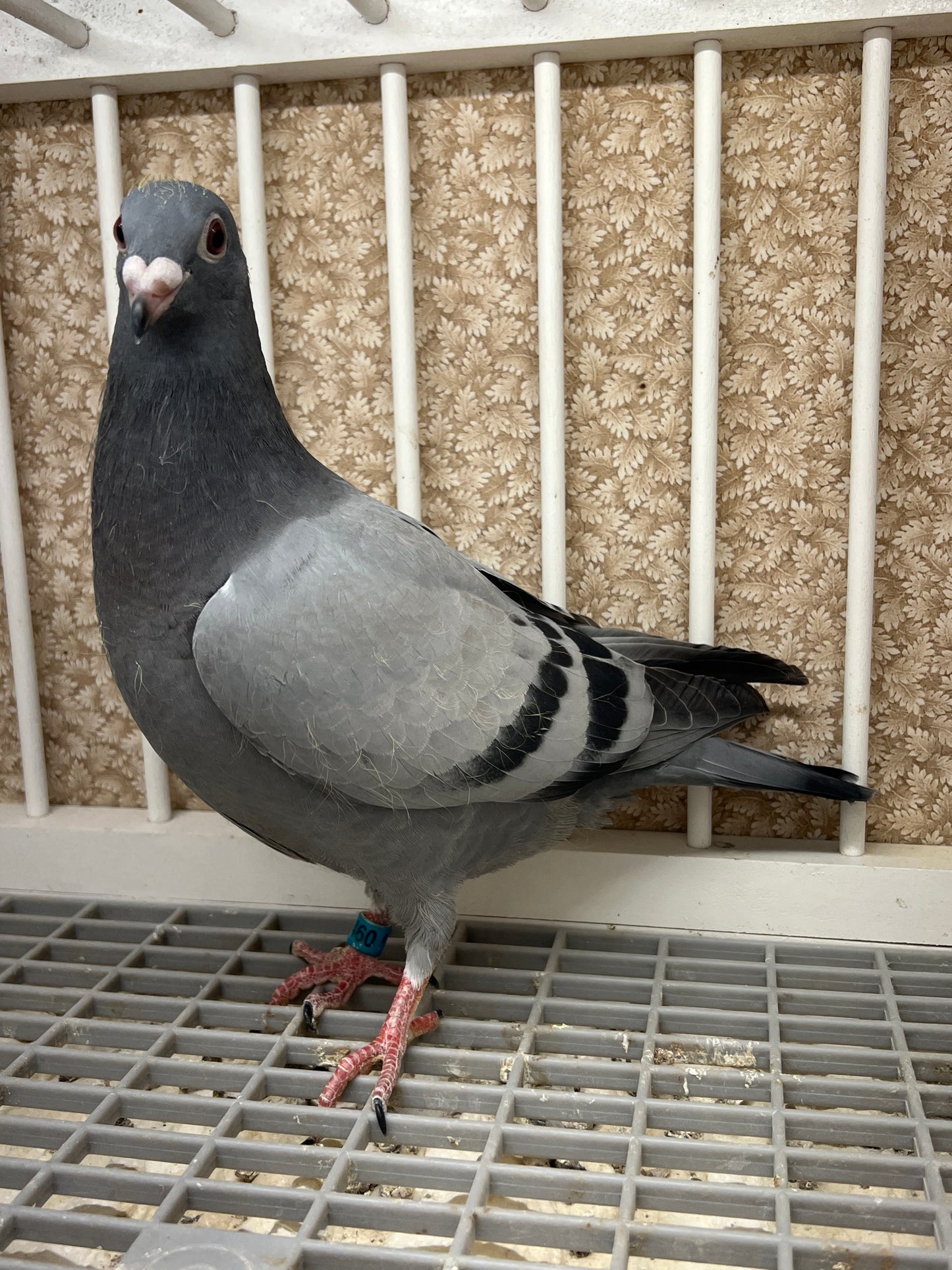 Racing Pigeon "RRL 460”