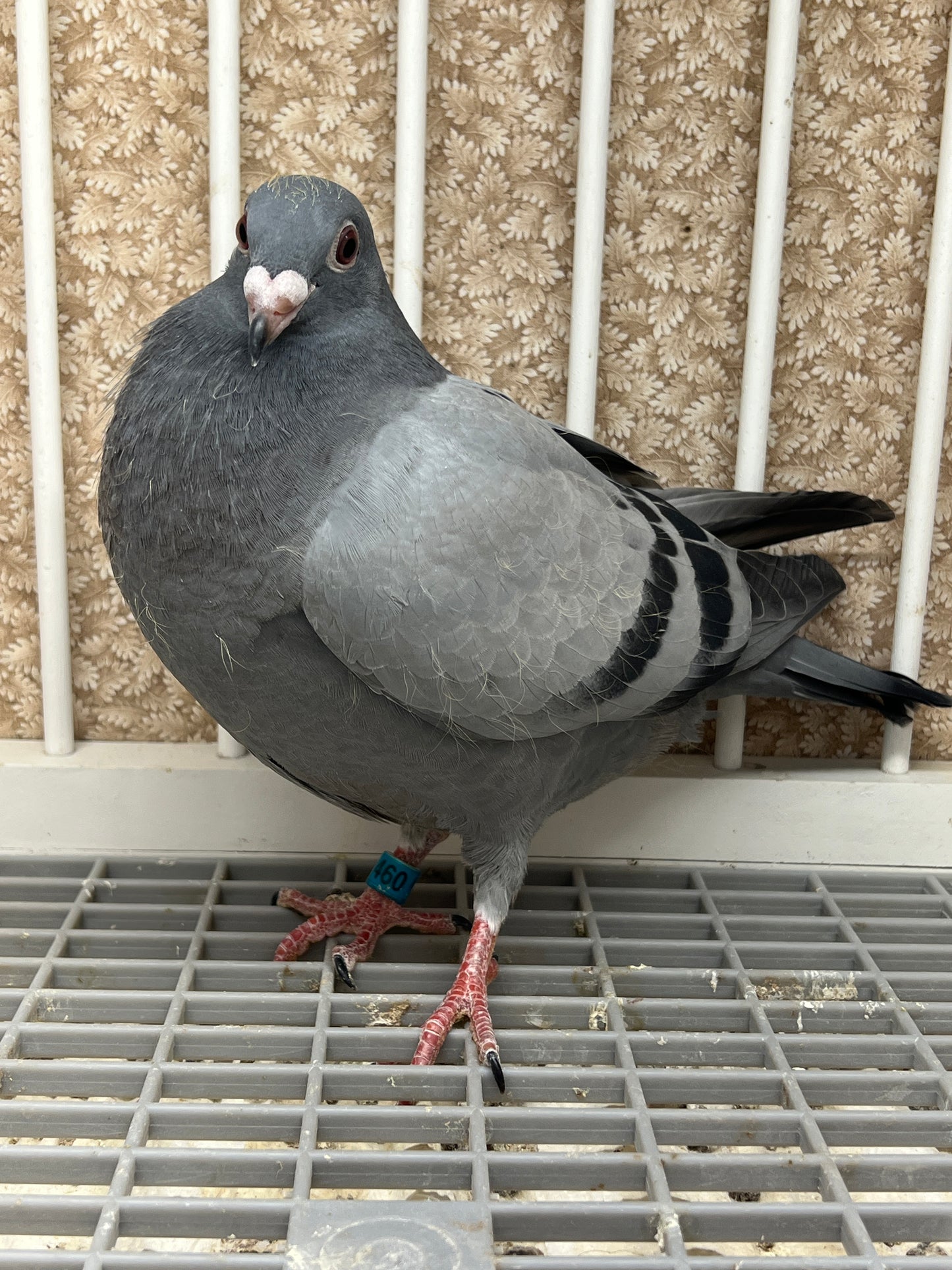 Racing Pigeon "RRL 460”
