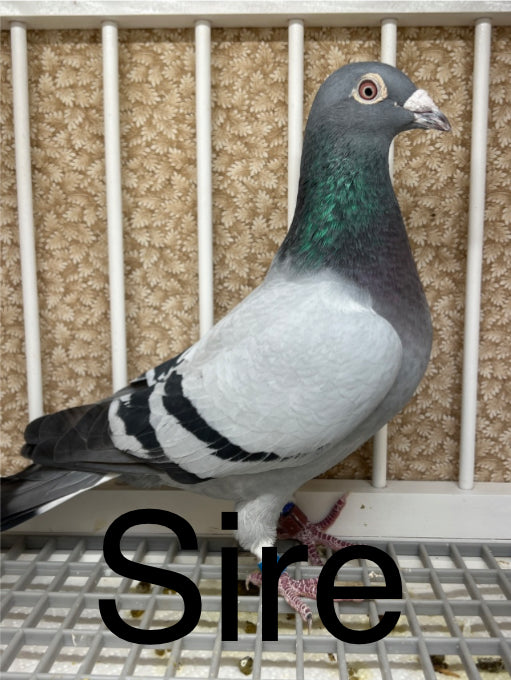 Houben/Janssen Racing Pigeon "RRL 475”