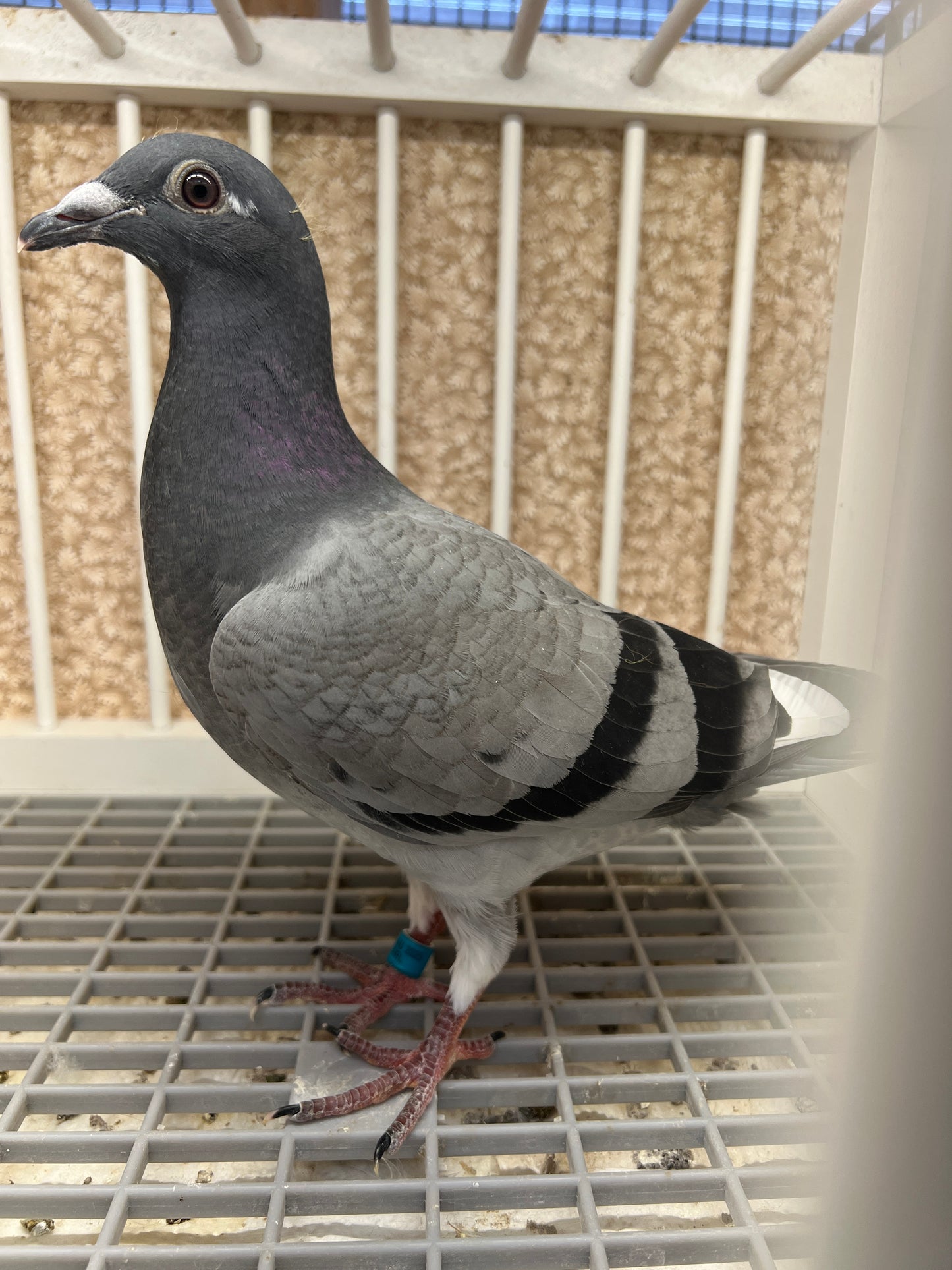 Houben/Janssen Racing Pigeon "RRL 475”