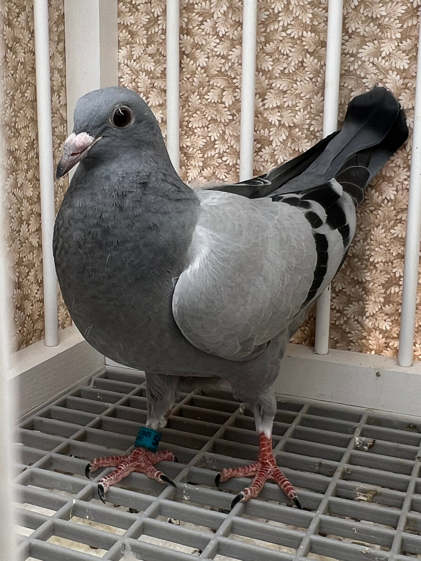 Racing Pigeon "GRPC 5409”
