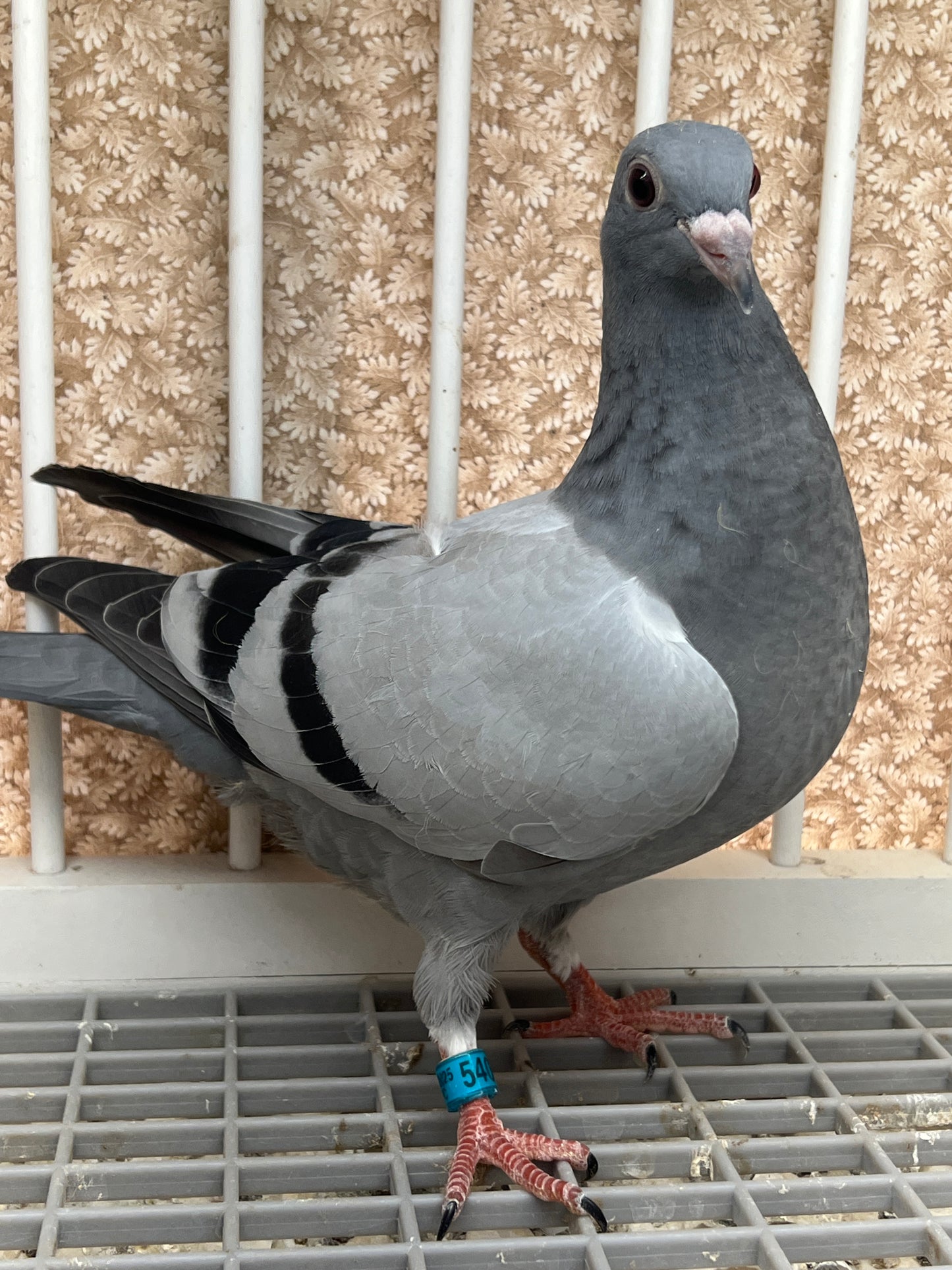 Racing Pigeon "GRPC 5409”