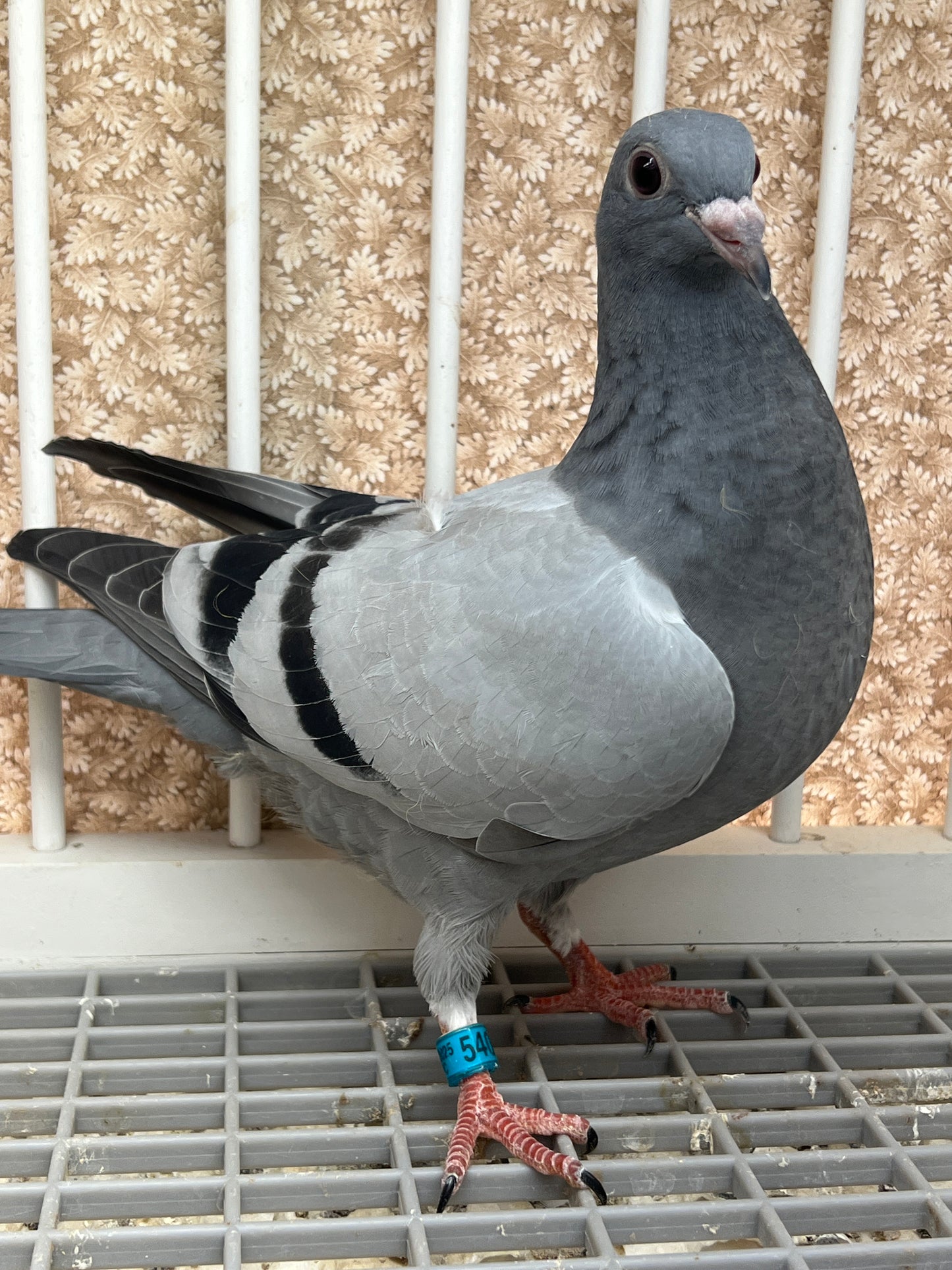 Racing Pigeon "GRPC 5409”
