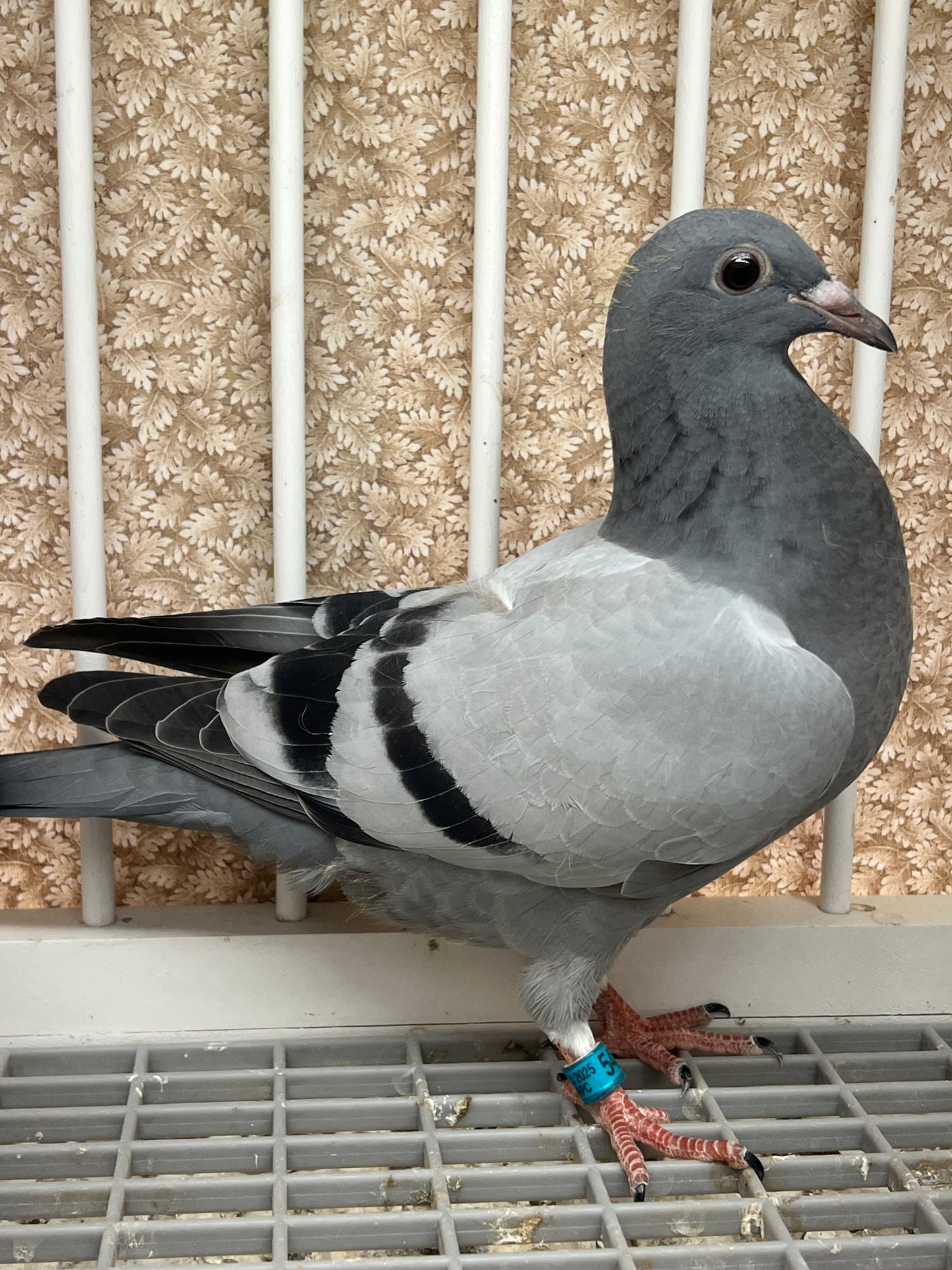 Racing Pigeon "GRPC 5409”