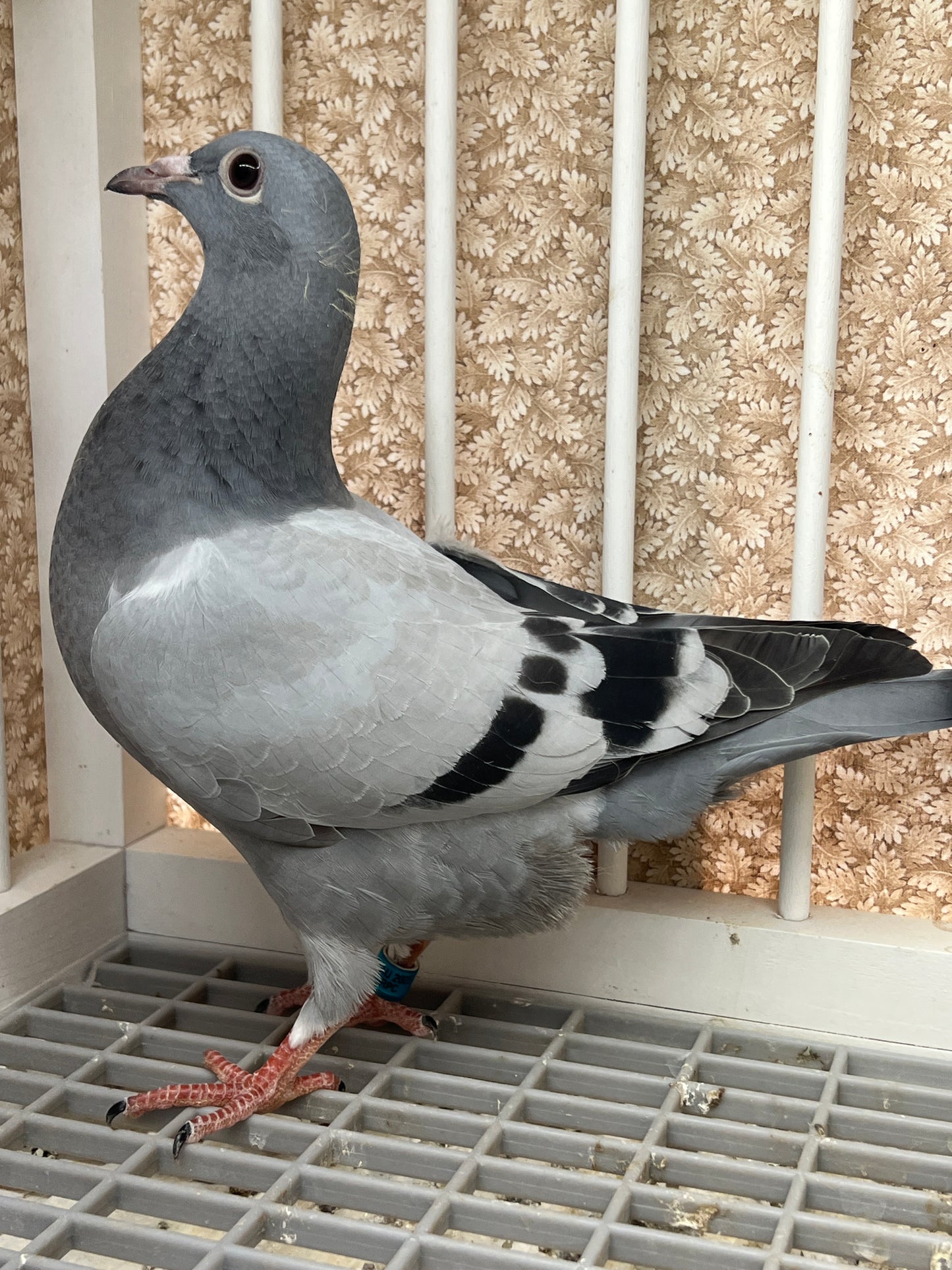 Racing Pigeon "GRPC 5409”
