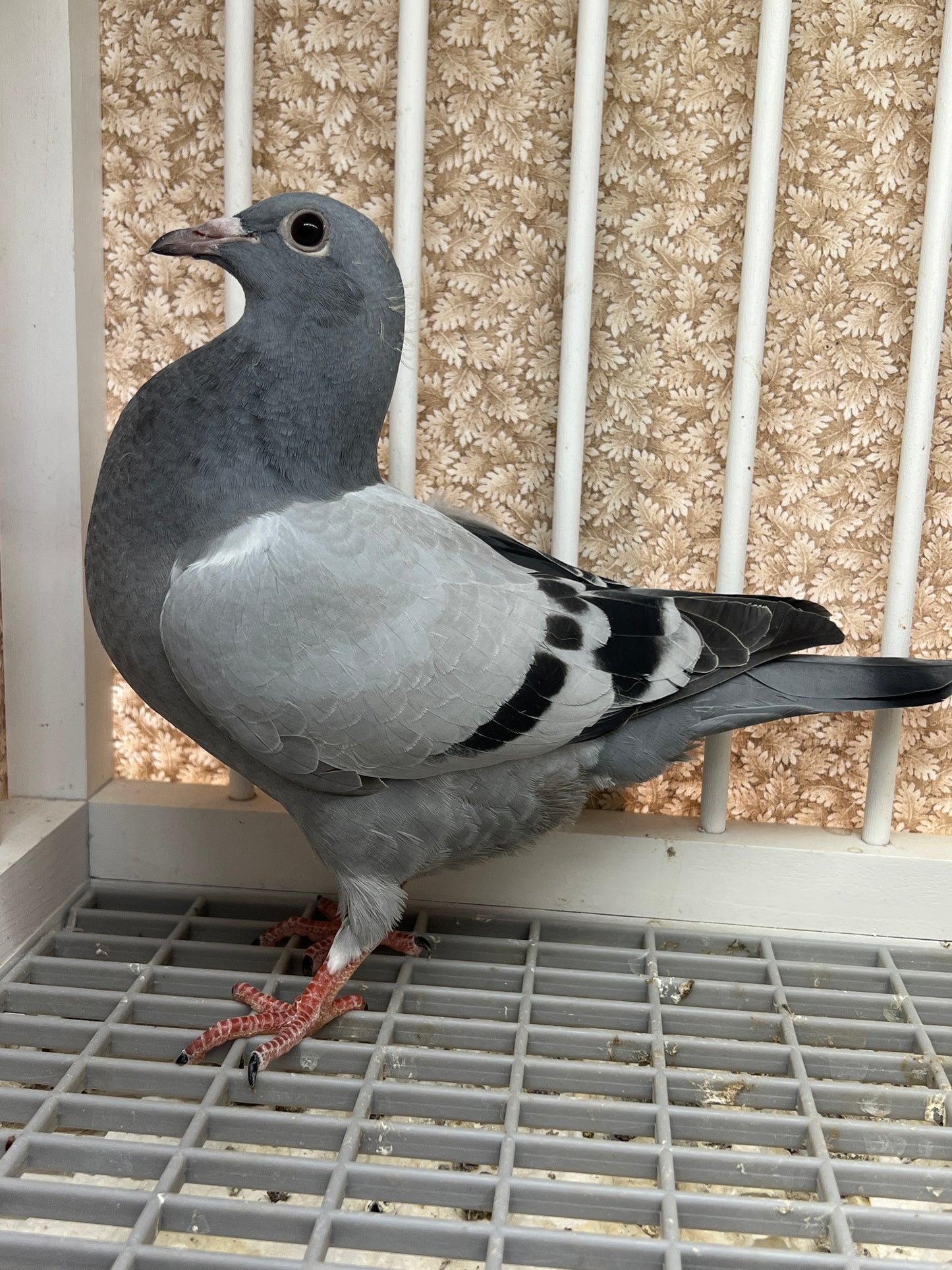 Racing Pigeon "GRPC 5409”