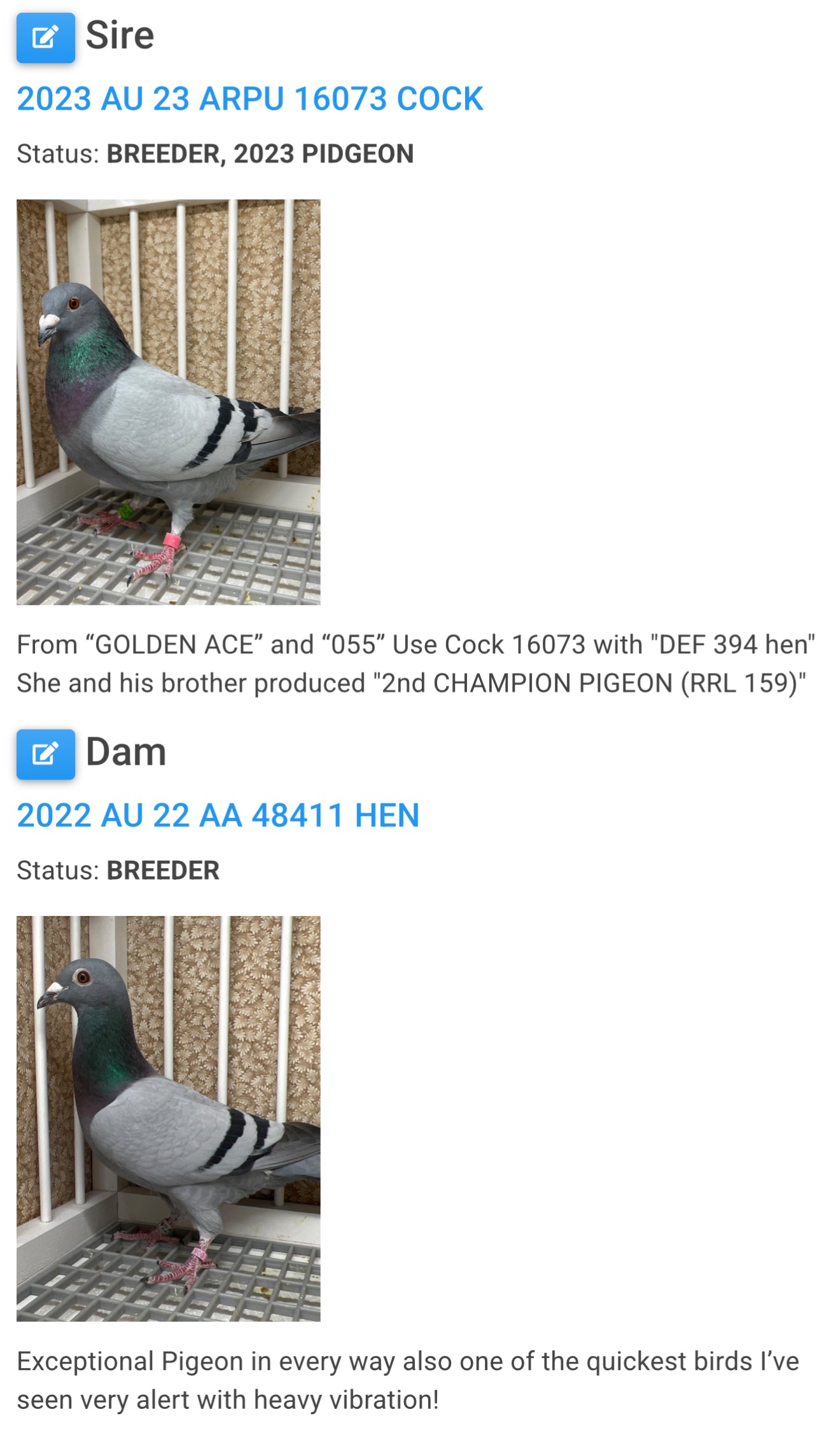 Racing Pigeon (RRL 478)