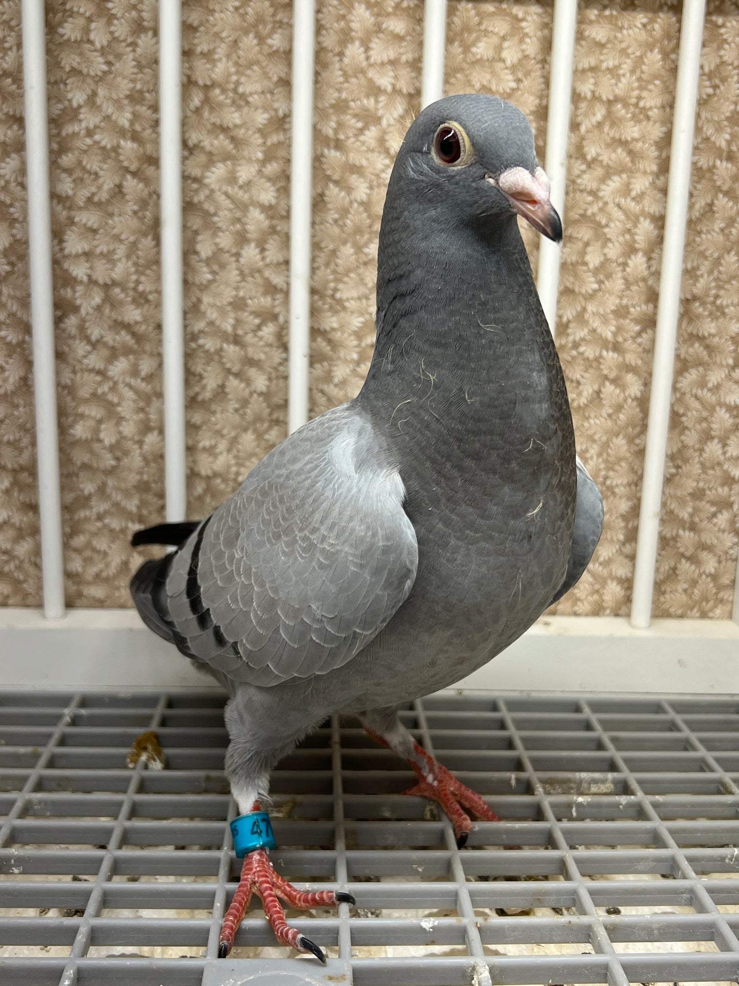 Racing Pigeon (RRL 478)