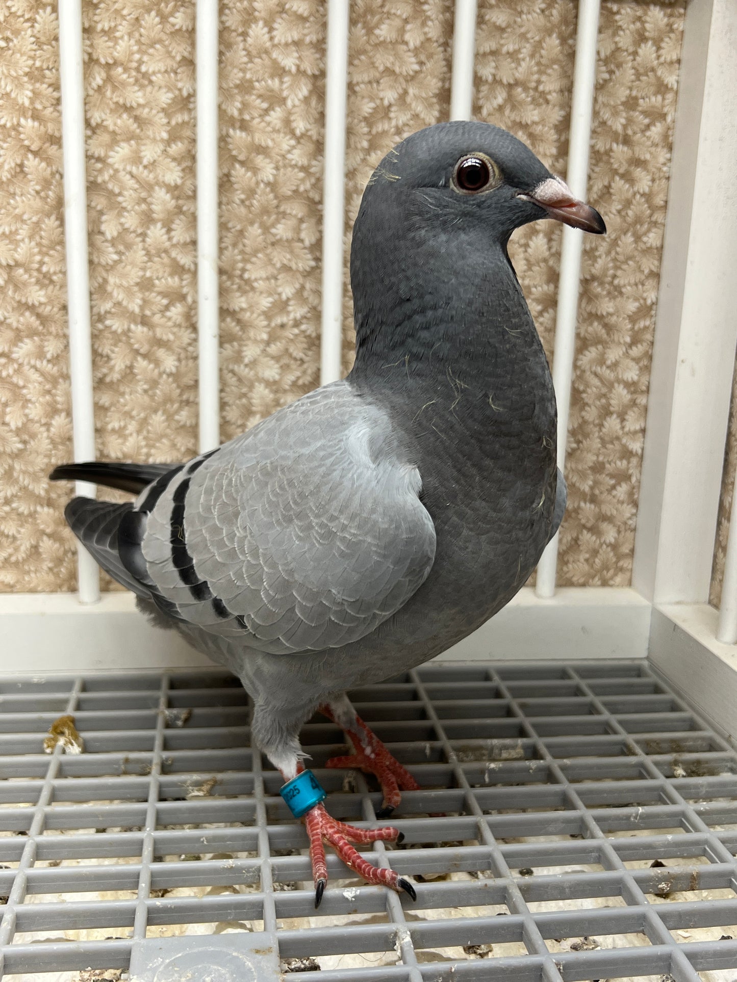 Racing Pigeon (RRL 478)