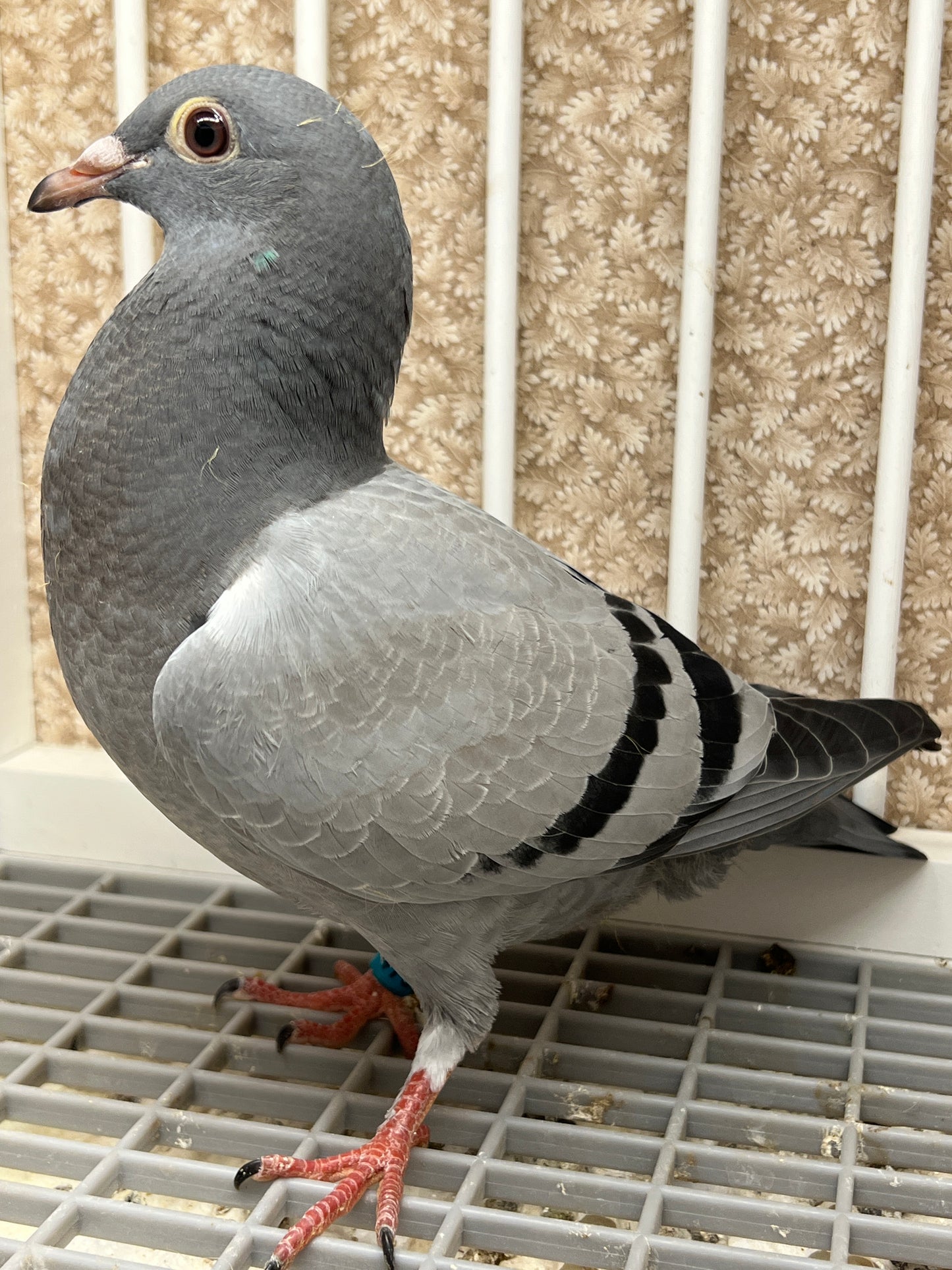 Racing Pigeon (RRL 478)