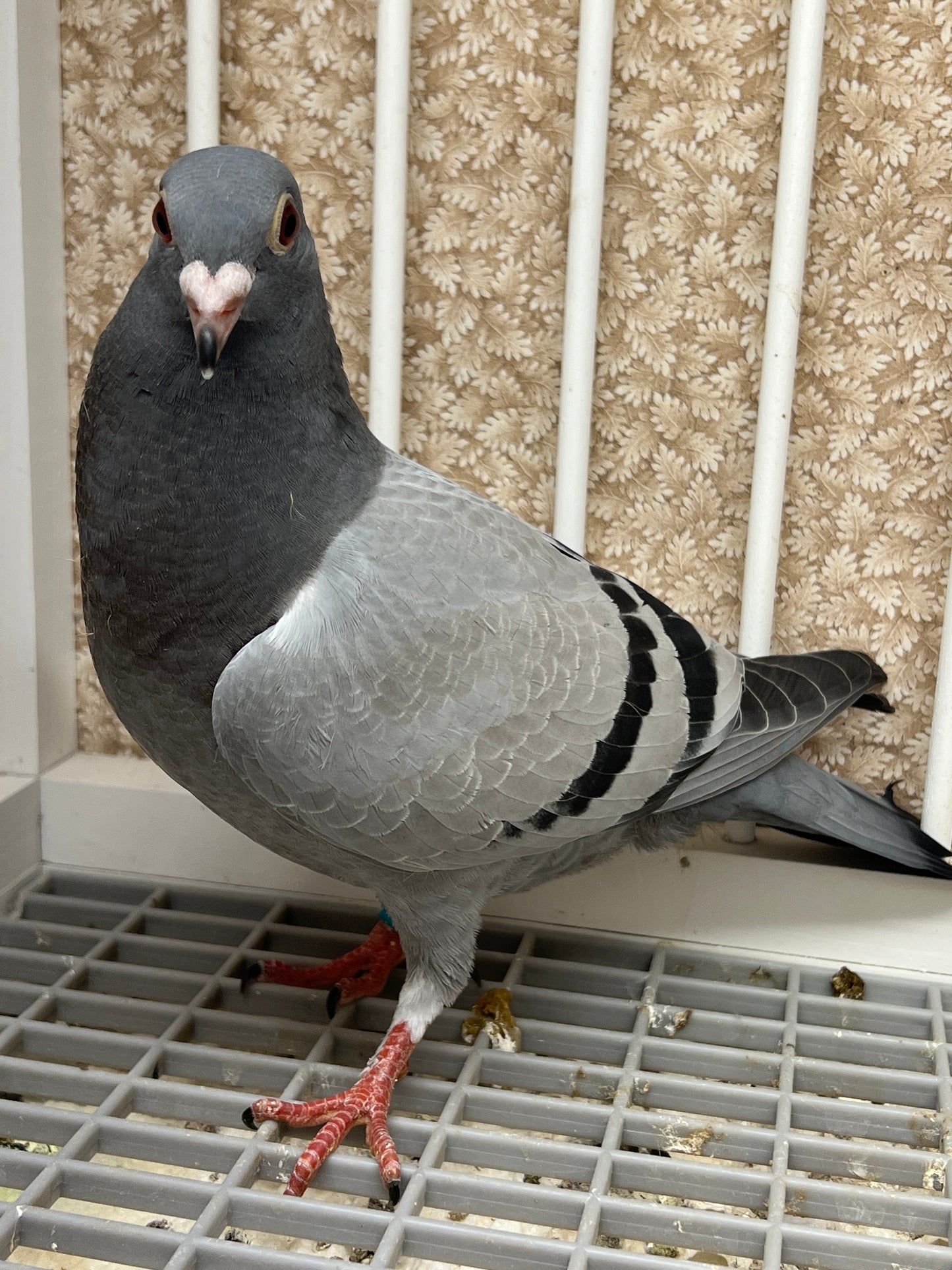 Racing Pigeon (RRL 478)