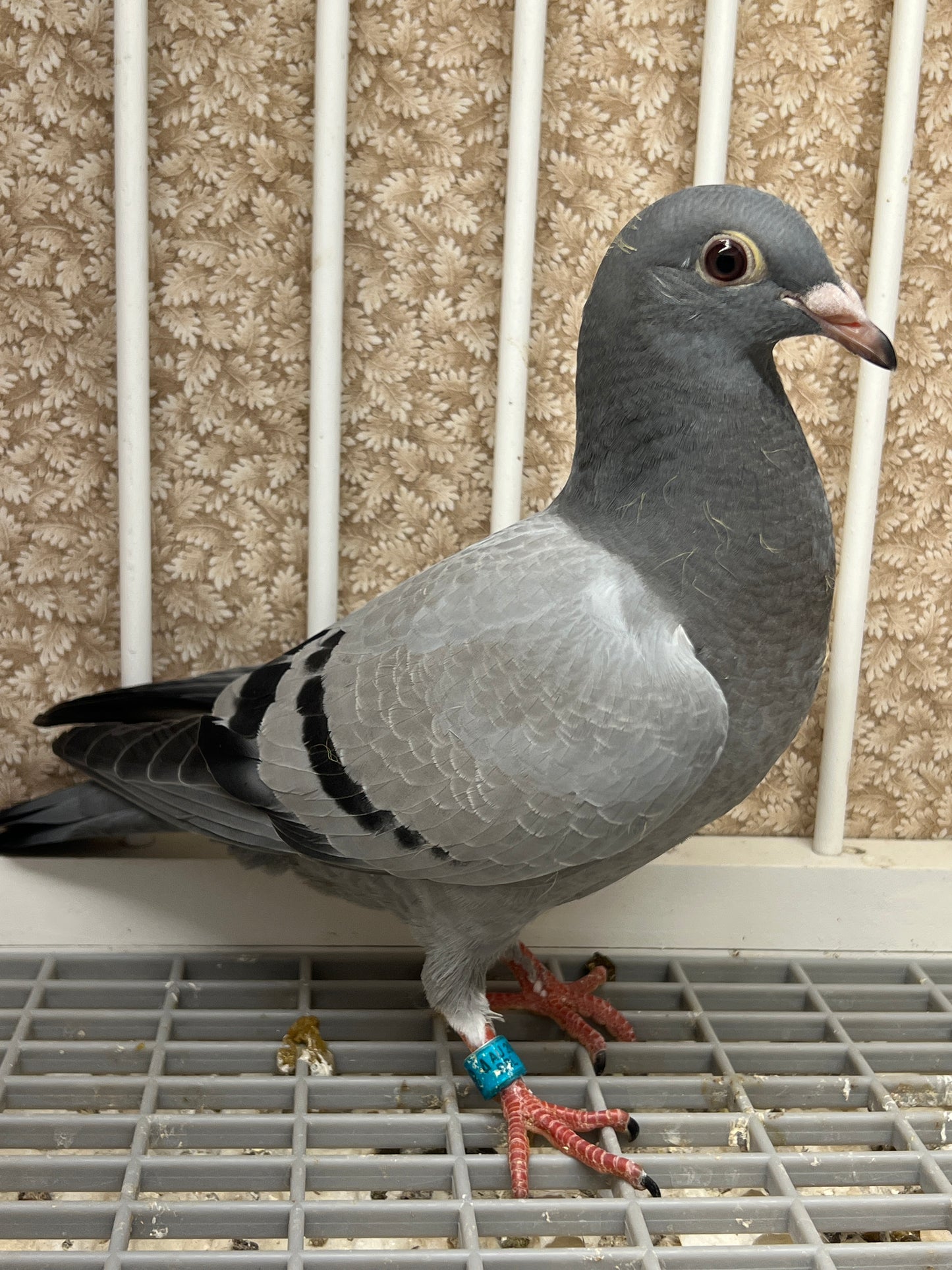 Racing Pigeon (RRL 478)