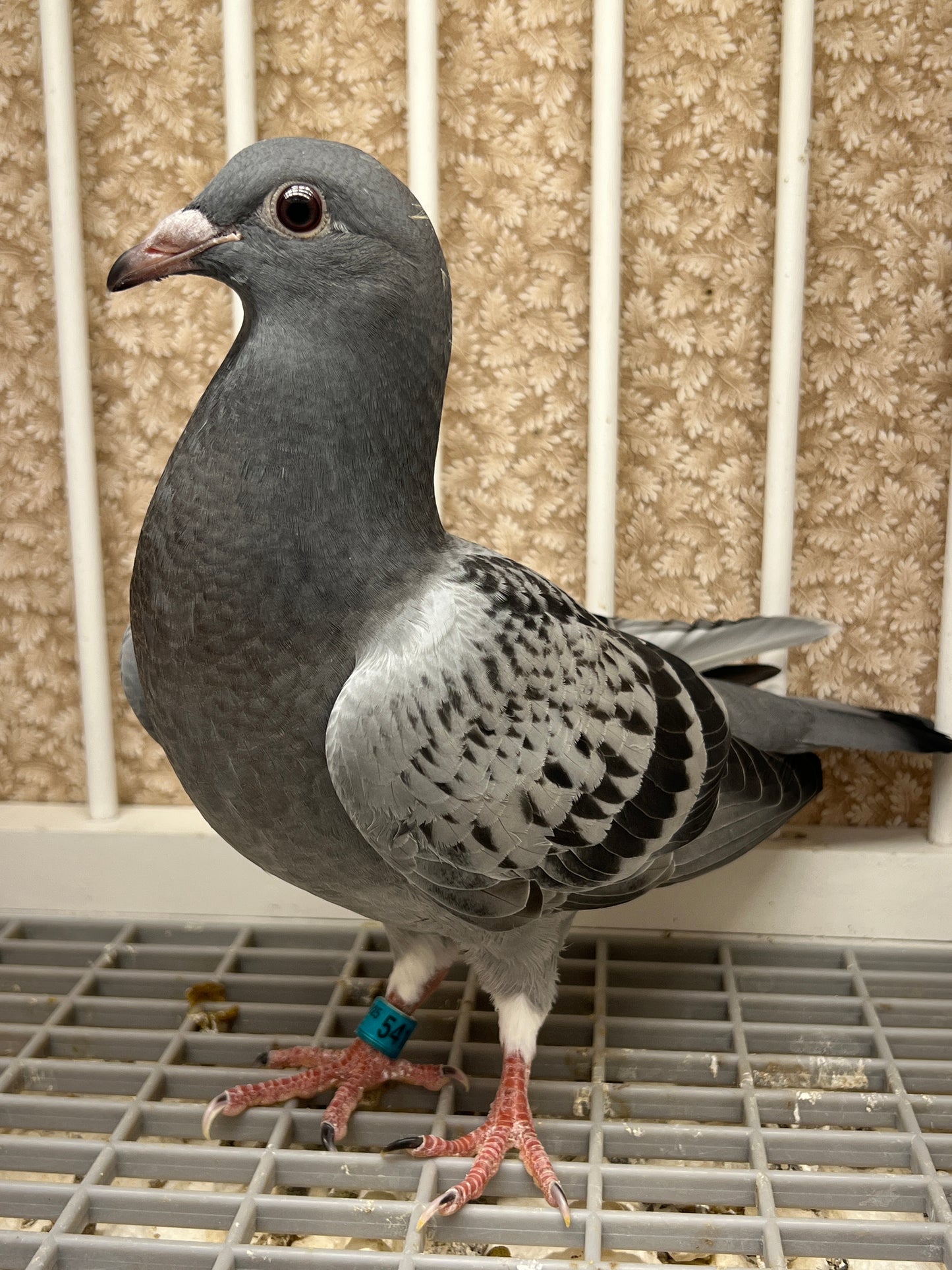 Racing Pigeon (GRPC 5415)