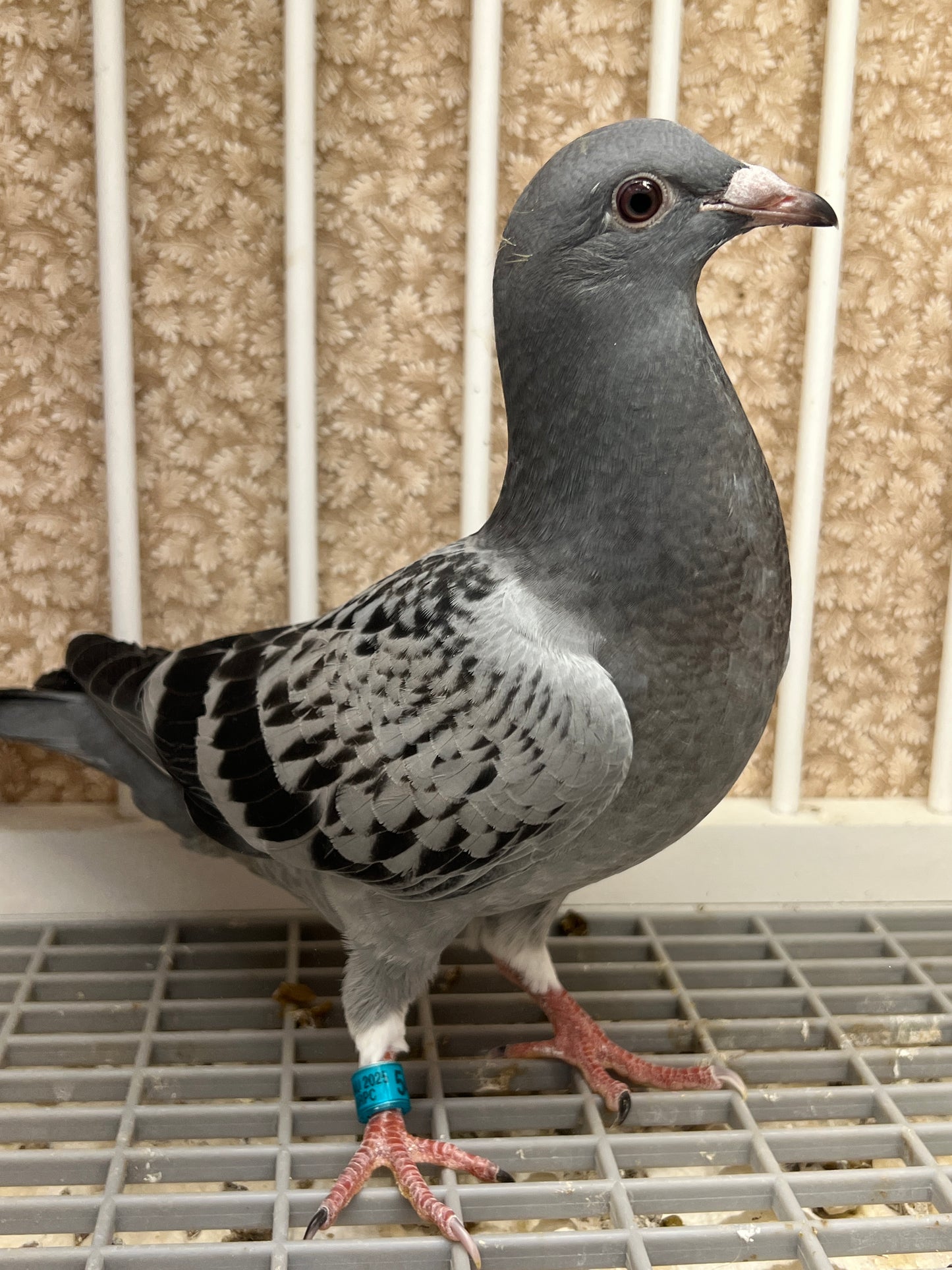 Racing Pigeon (GRPC 5415)