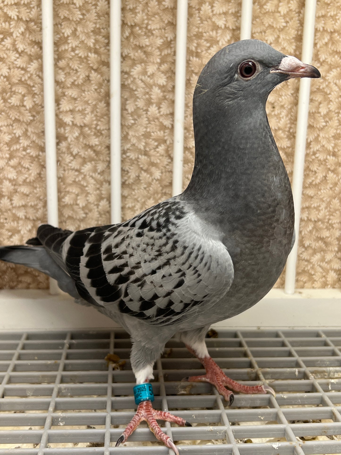 Racing Pigeon (GRPC 5415)