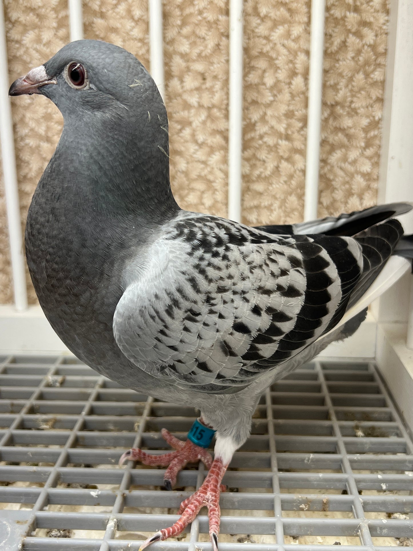 Racing Pigeon (GRPC 5415)