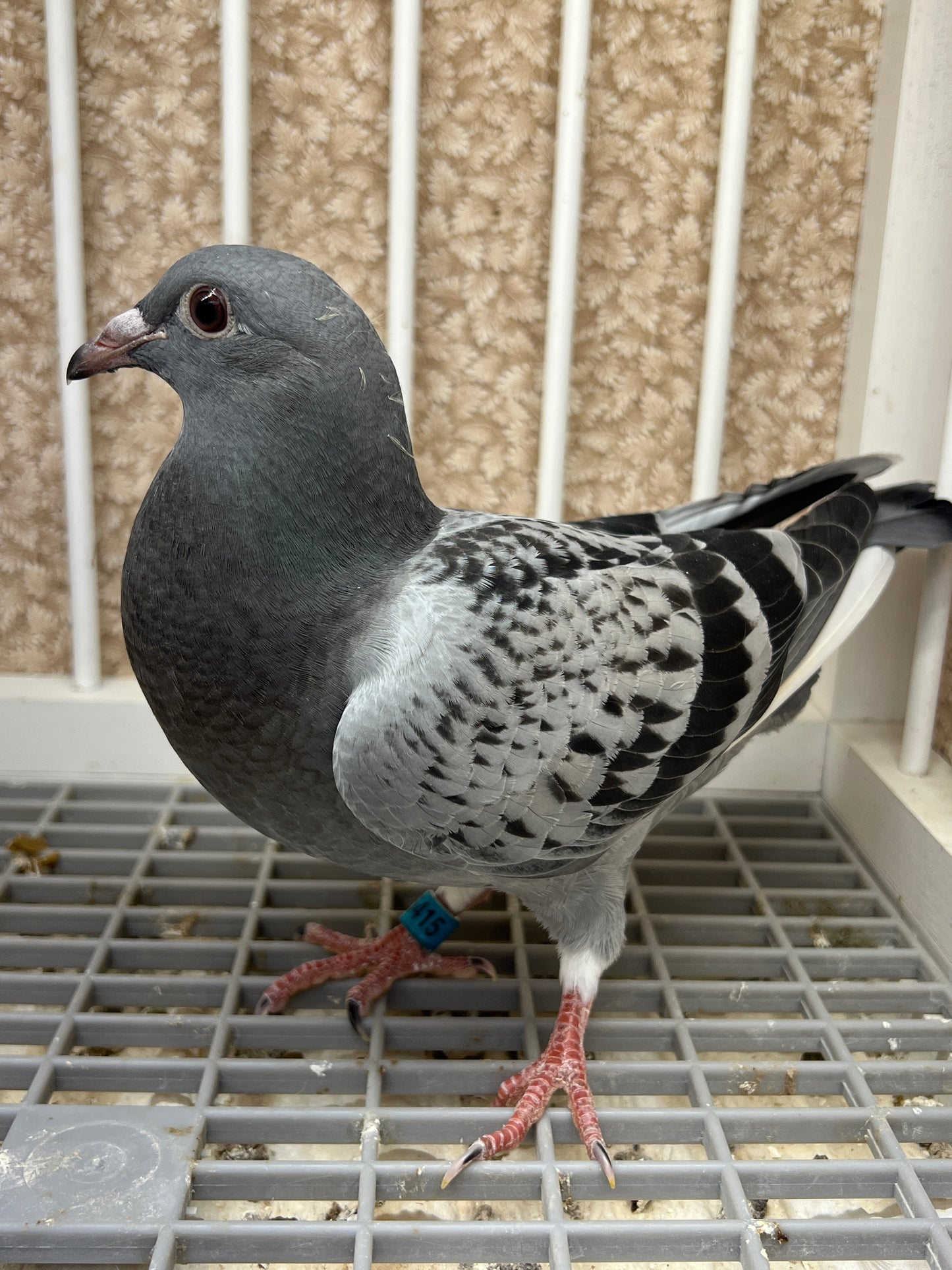 Racing Pigeon (GRPC 5415)
