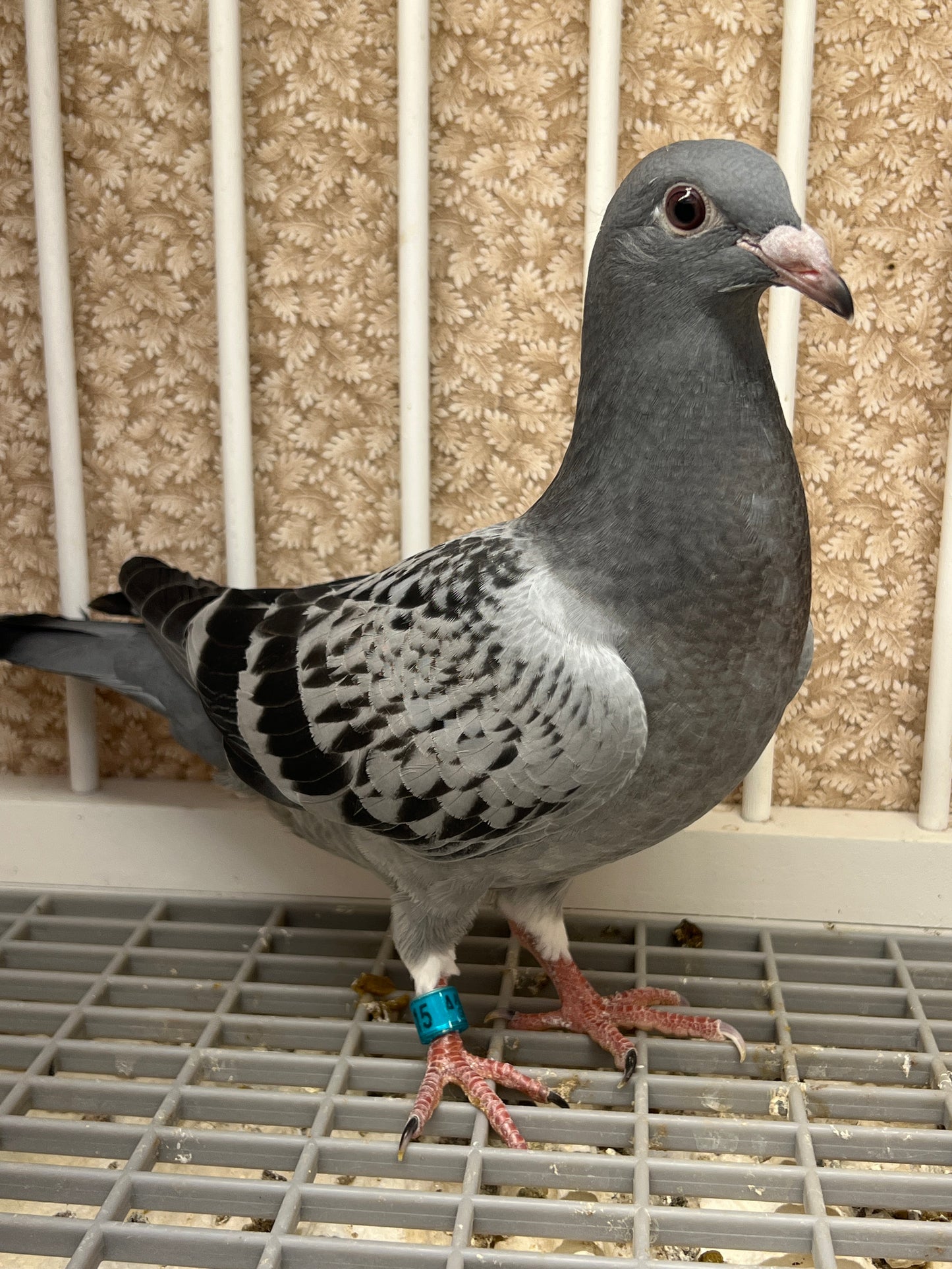 Racing Pigeon (GRPC 5415)