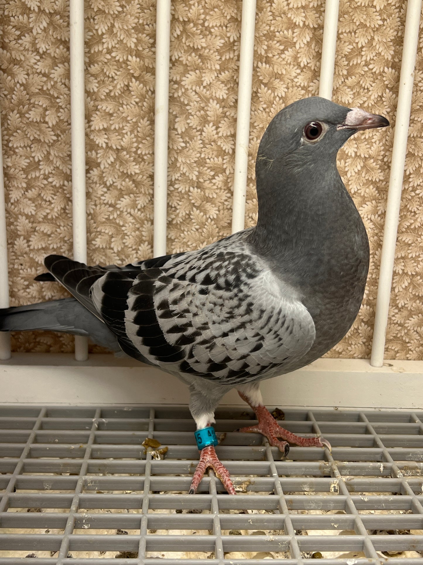 Racing Pigeon (GRPC 5415)