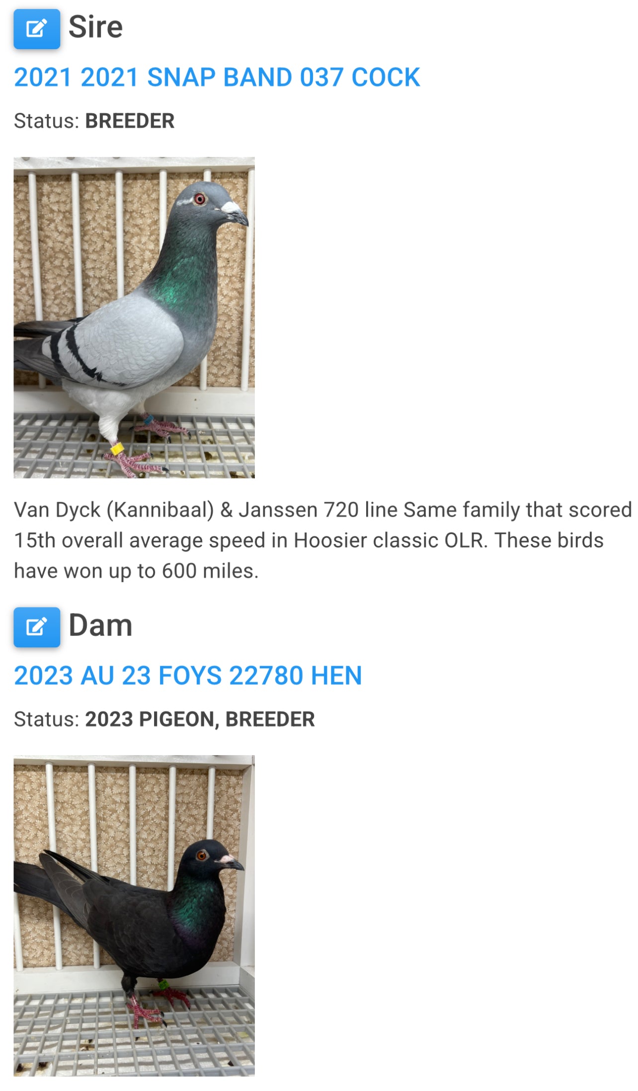 Racing Pigeon (RRL 456)