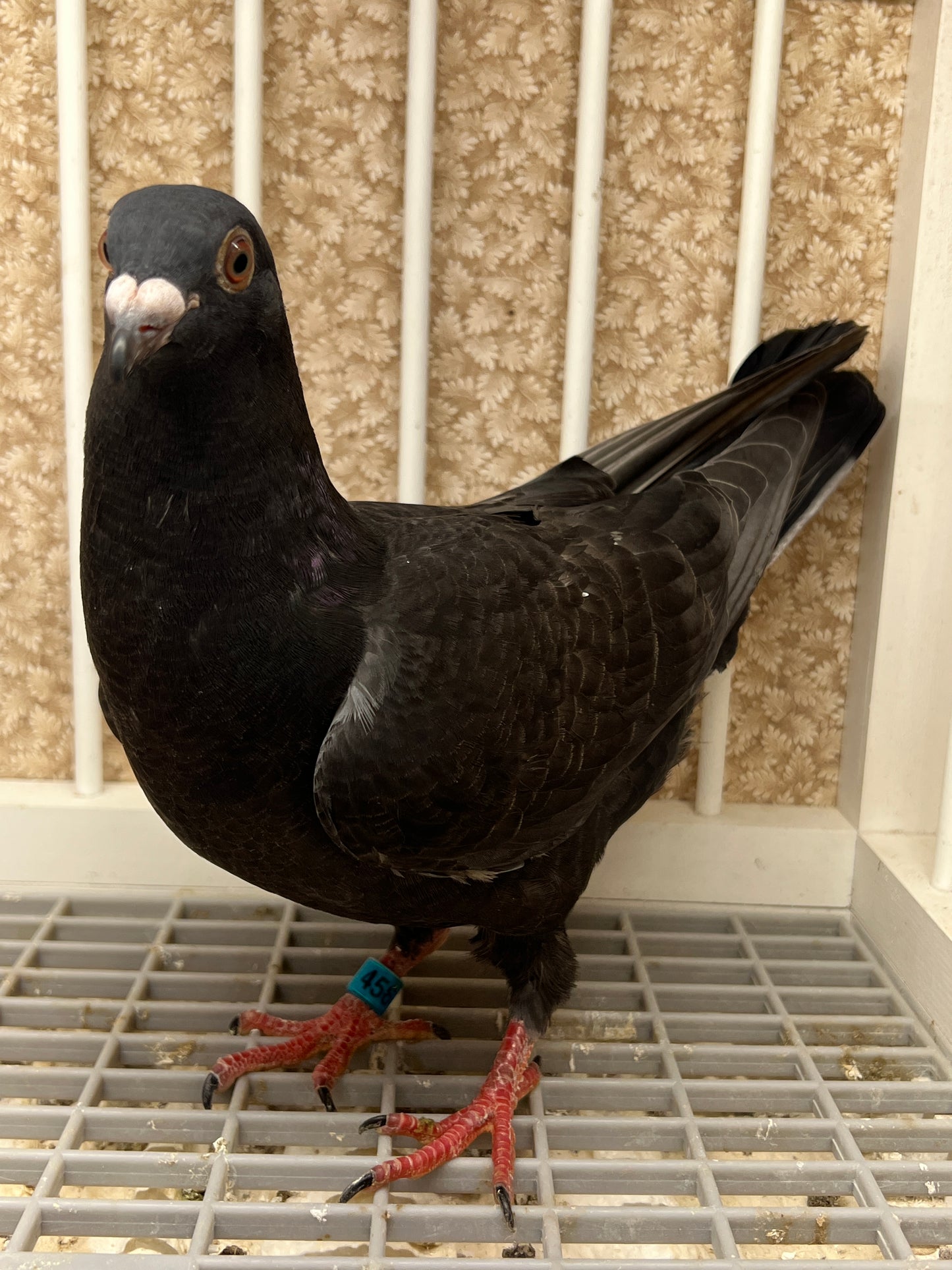 Racing Pigeon (RRL 456)