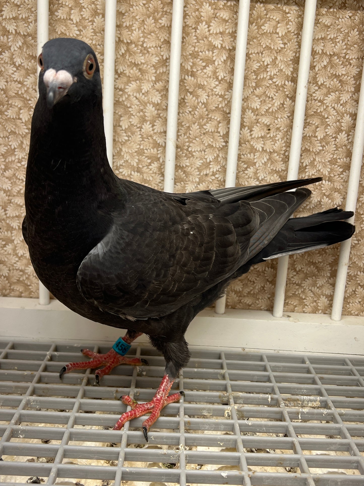 Racing Pigeon (RRL 456)