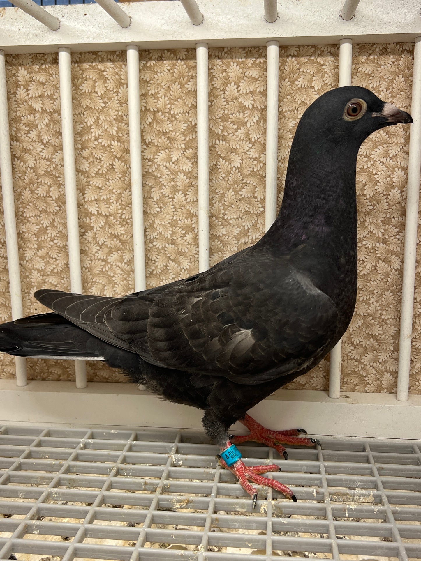 Racing Pigeon (RRL 456)
