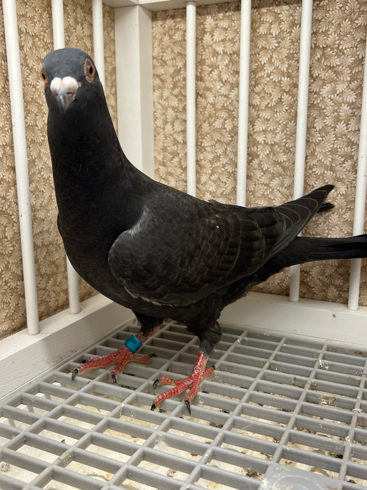 Racing Pigeon (RRL 456)