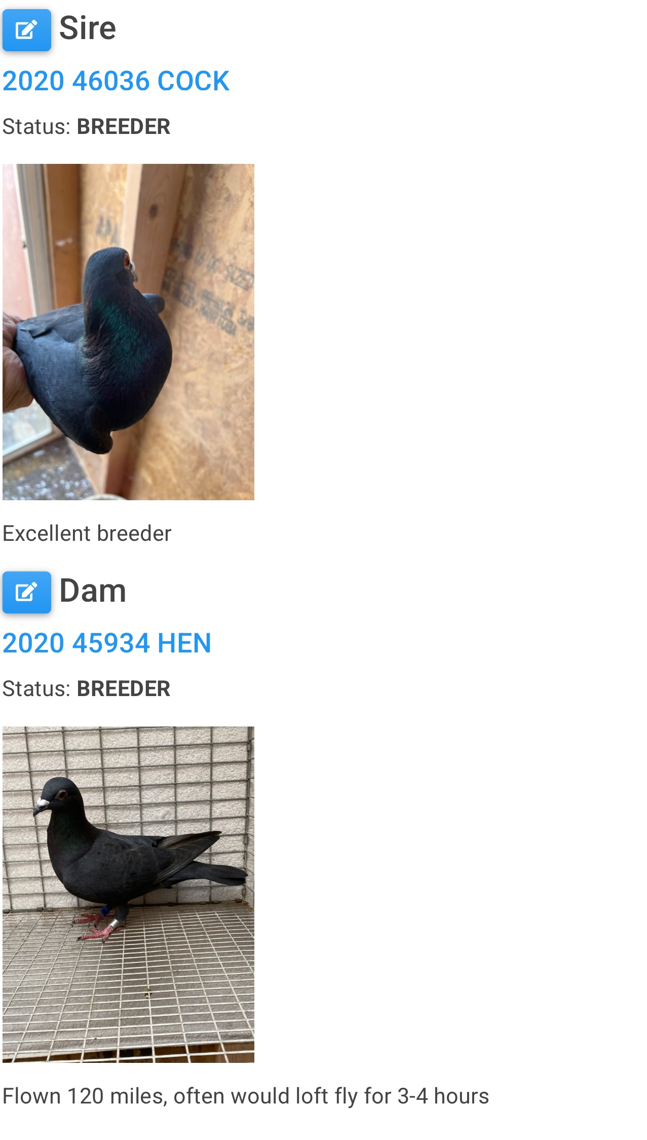 2025 Black Eagle Pigeon "GRPC 5436”