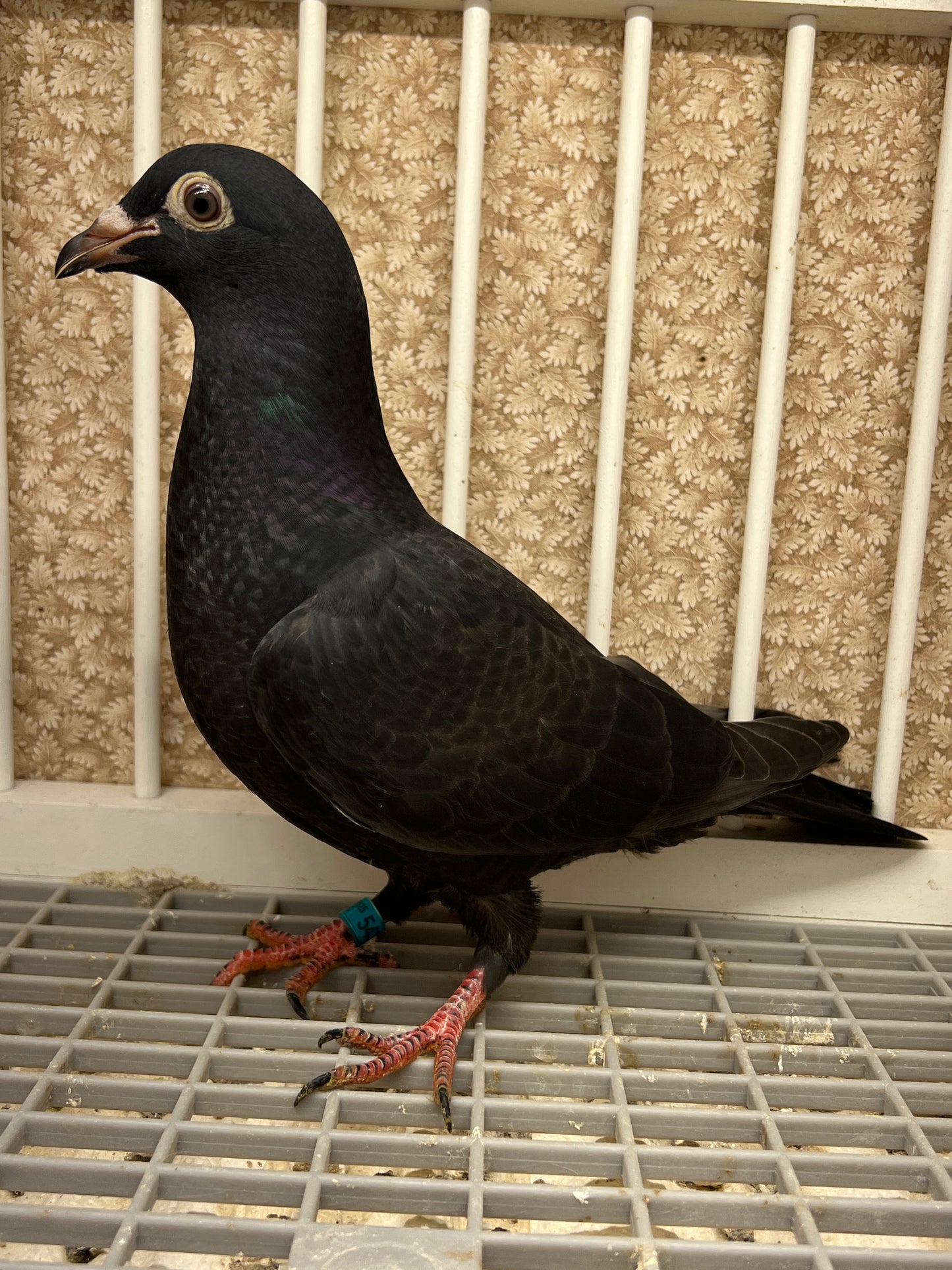 2025 Black Eagle Pigeon "GRPC 5436”