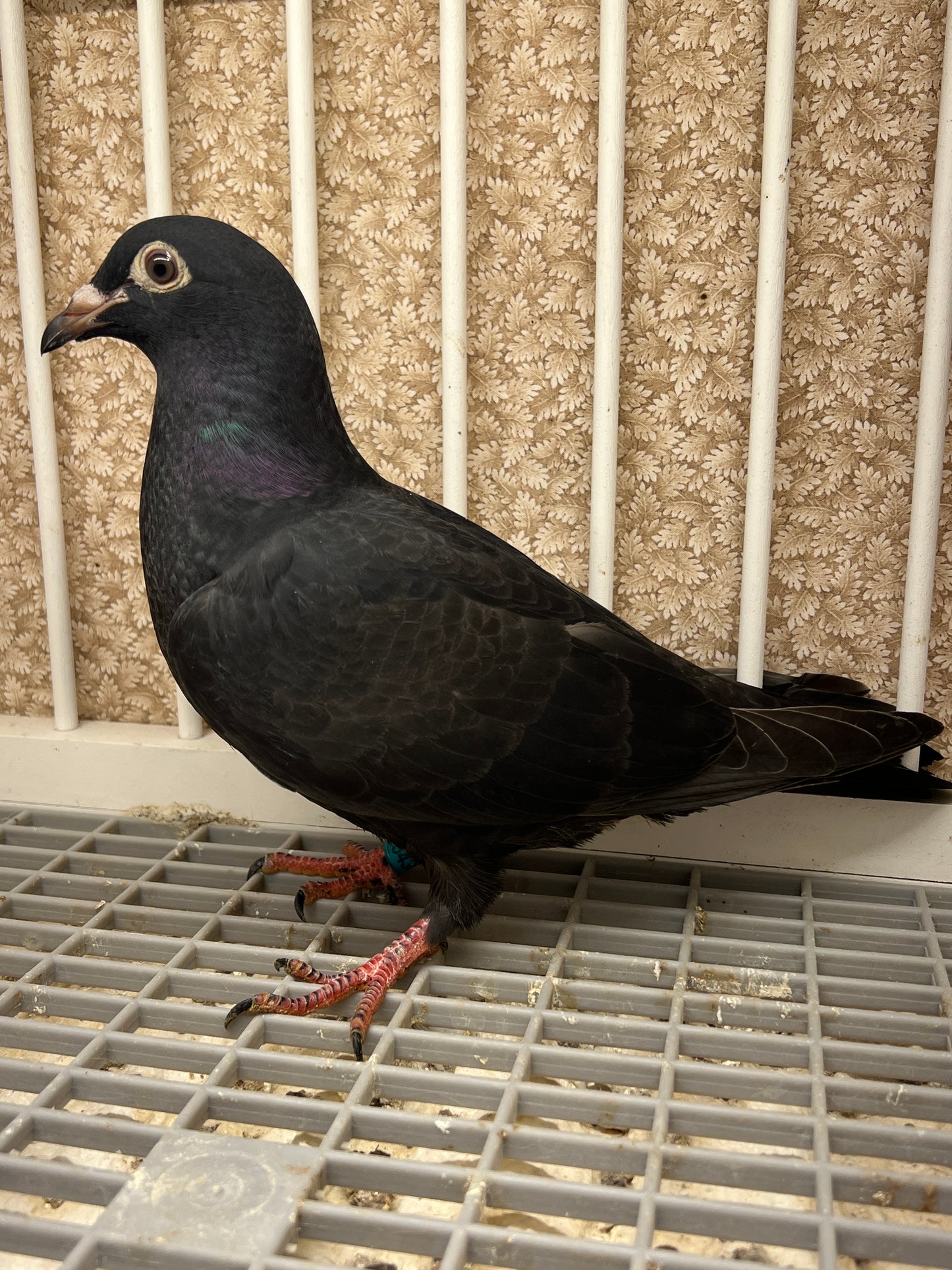 2025 Black Eagle Pigeon "GRPC 5436”