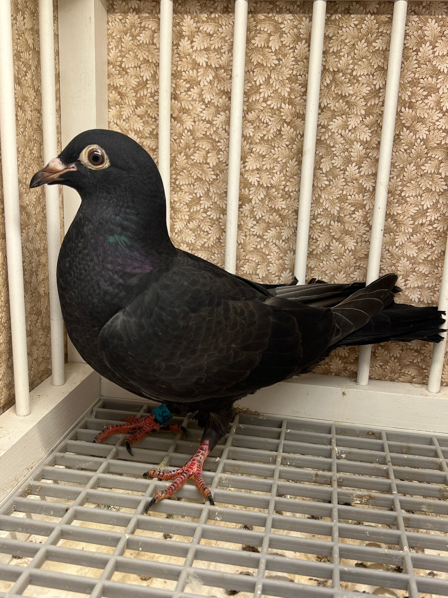 2025 Black Eagle Pigeon "GRPC 5436”
