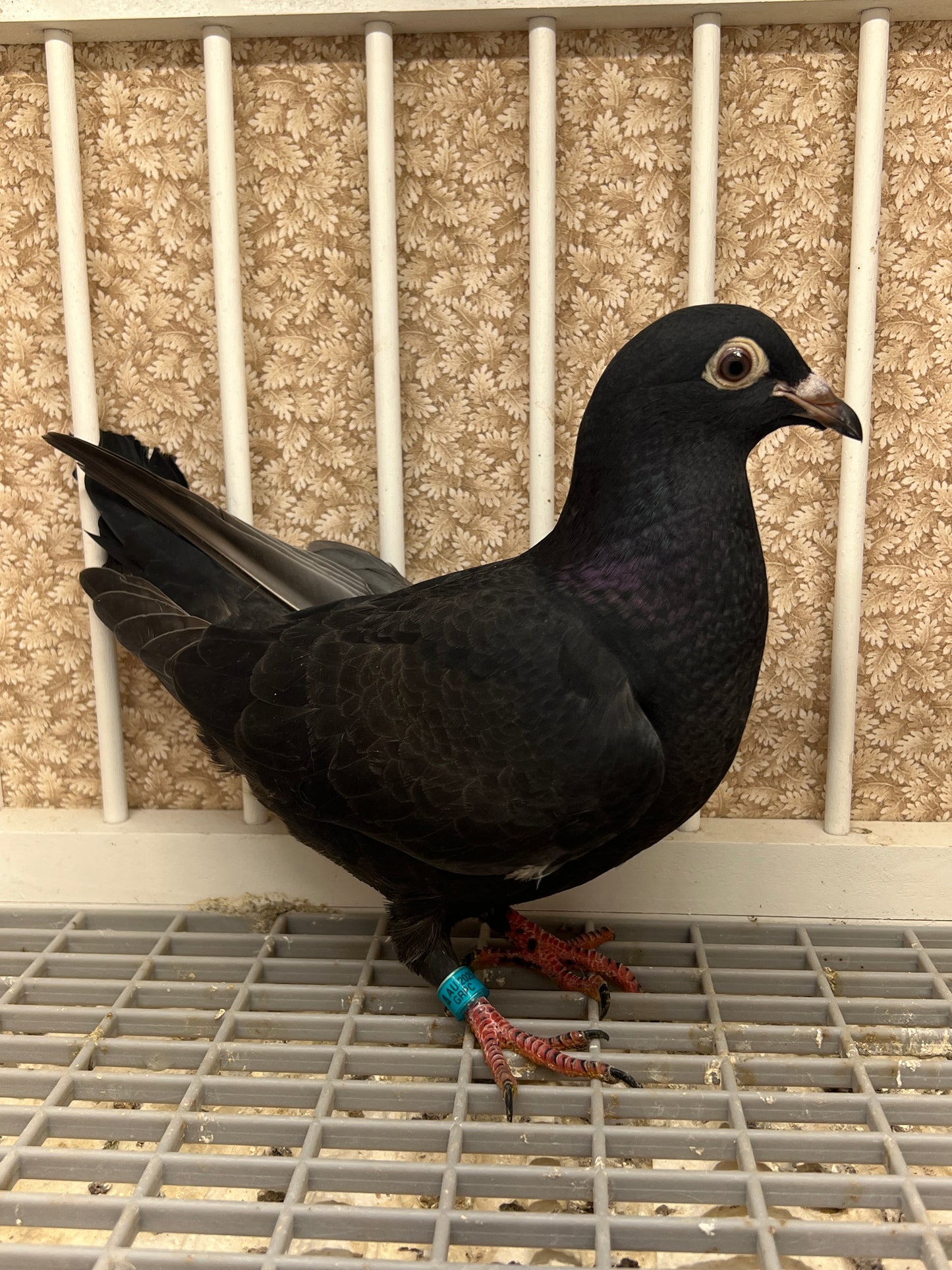 2025 Black Eagle Pigeon "GRPC 5436”