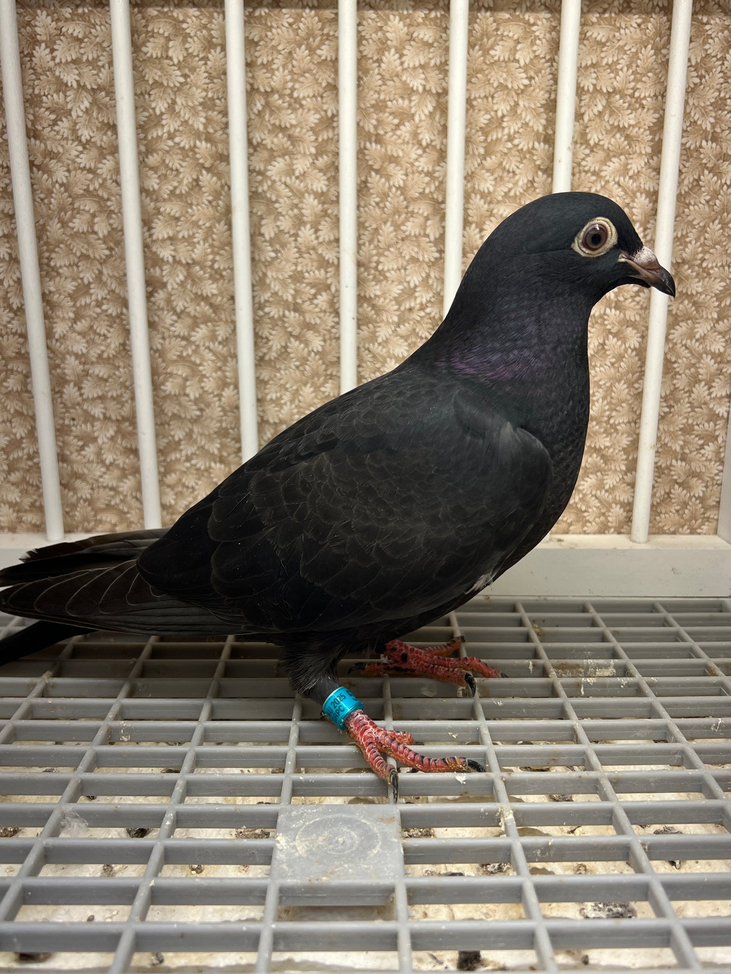 2025 Black Eagle Pigeon "GRPC 5436”