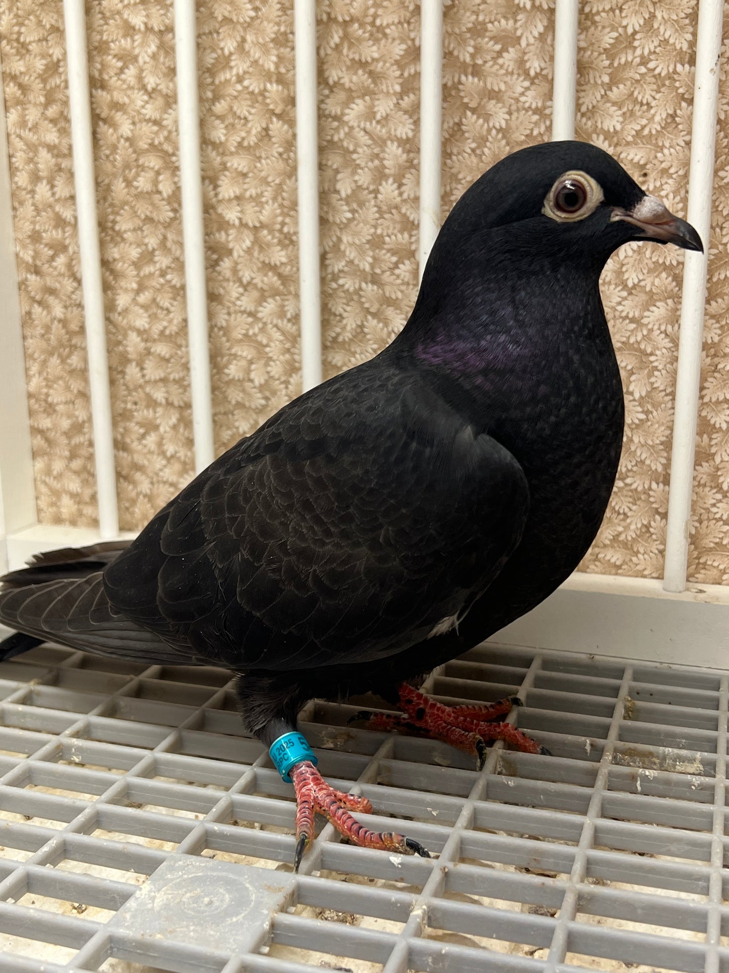 2025 Black Eagle Pigeon "GRPC 5436”