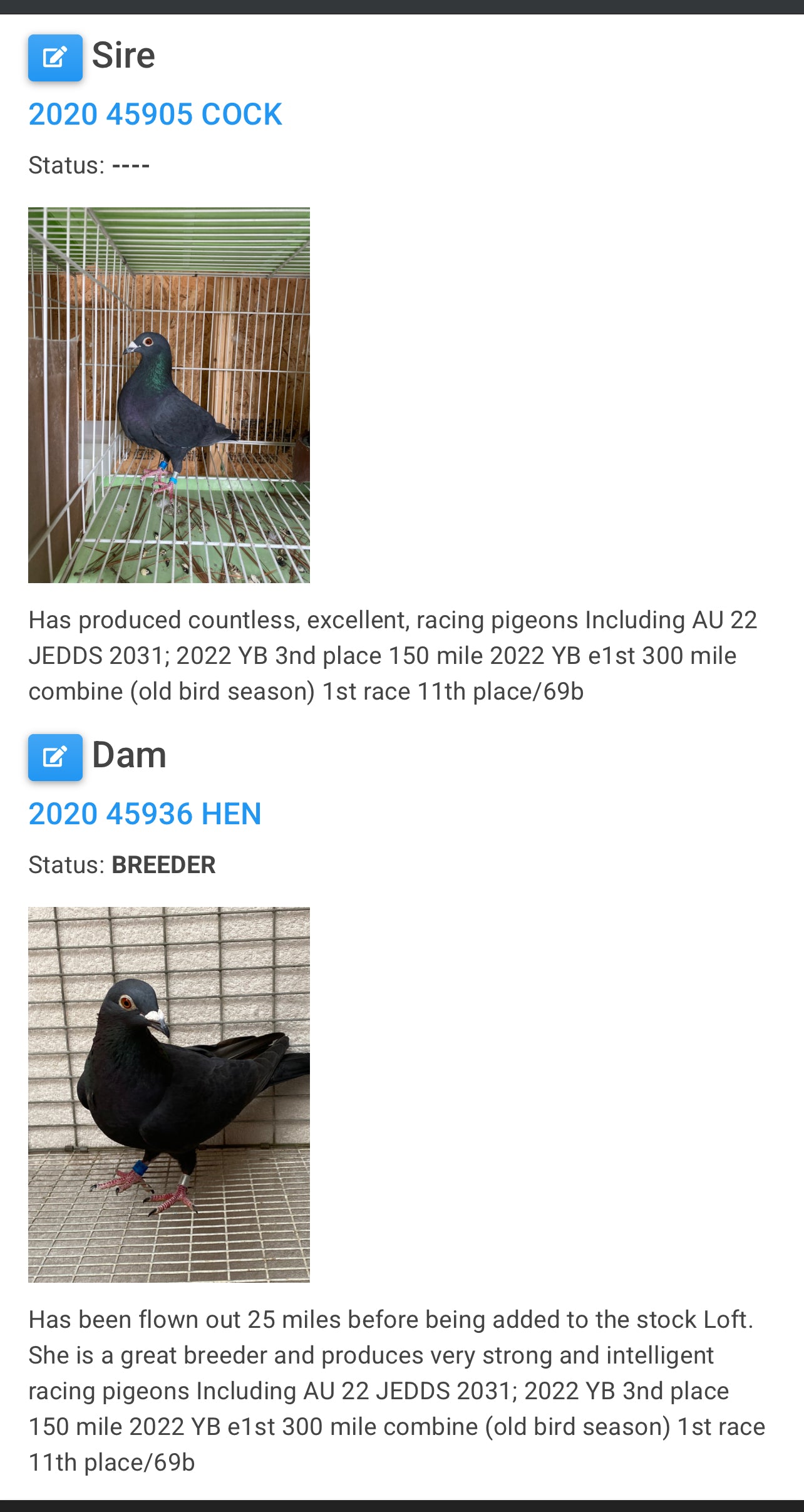 2025 Black Eagle Pigeon "GRPC 5462”(HEN)