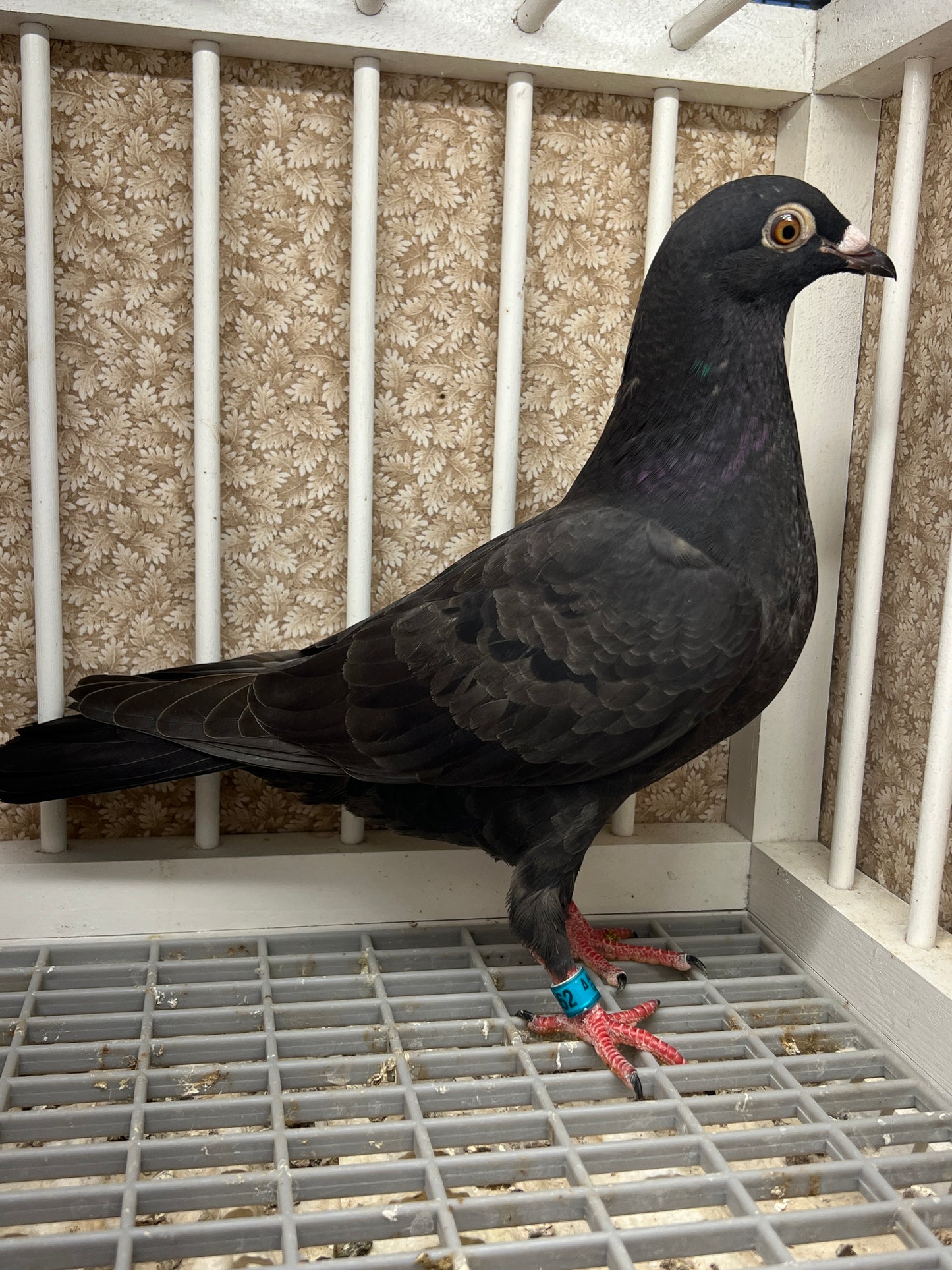 2025 Black Eagle Pigeon "GRPC 5462”(HEN)