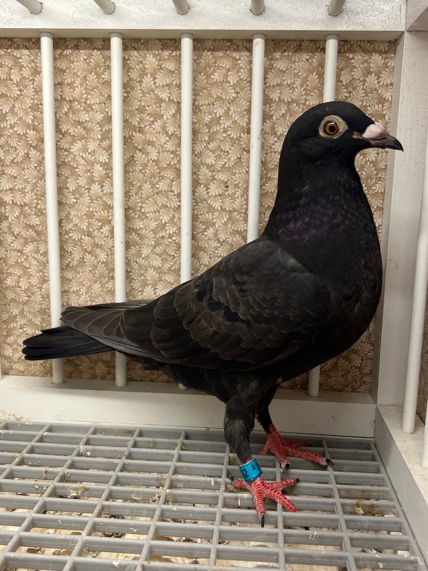 2025 Black Eagle Pigeon "GRPC 5462”(HEN)