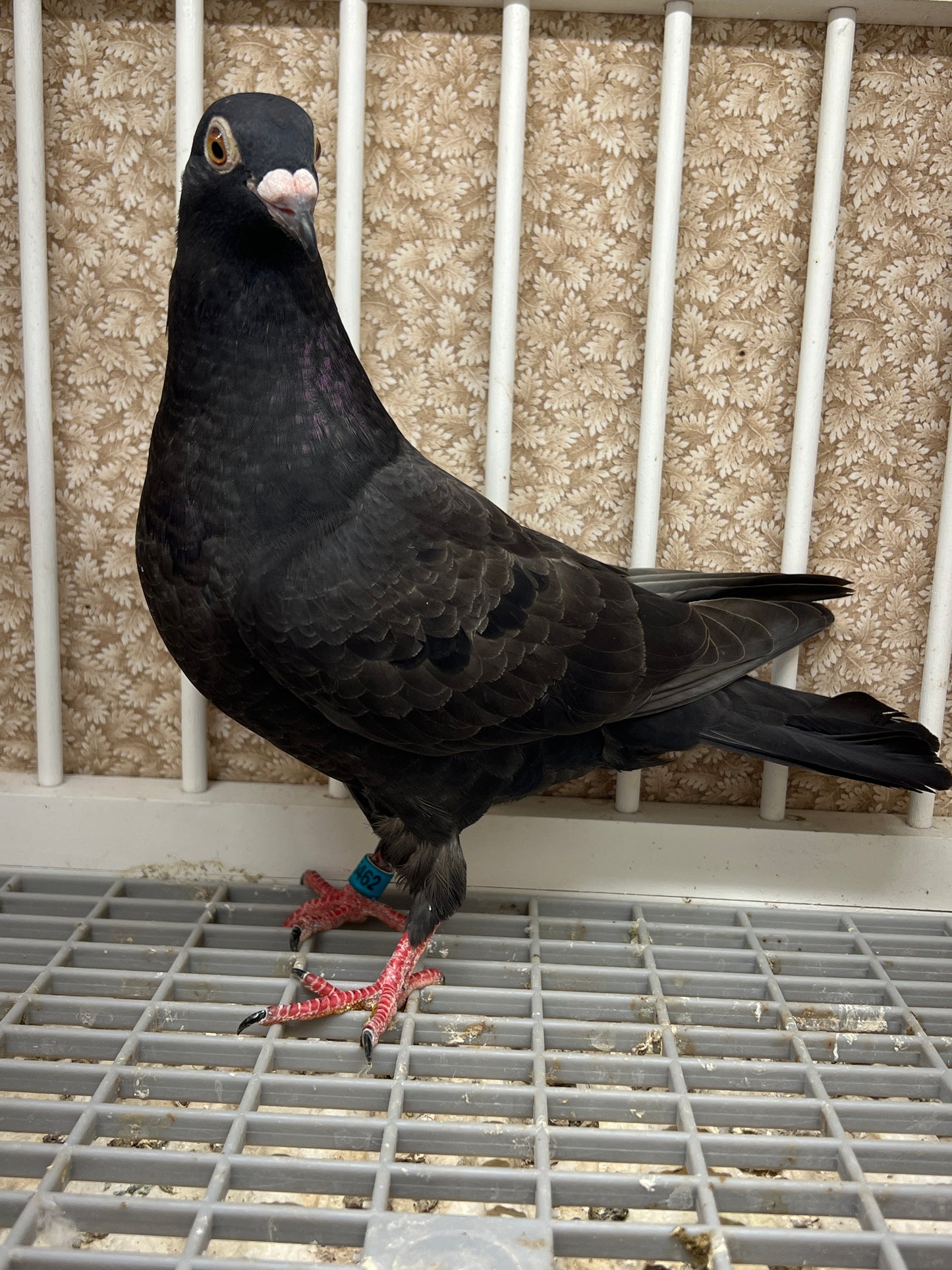 2025 Black Eagle Pigeon "GRPC 5462”(HEN)